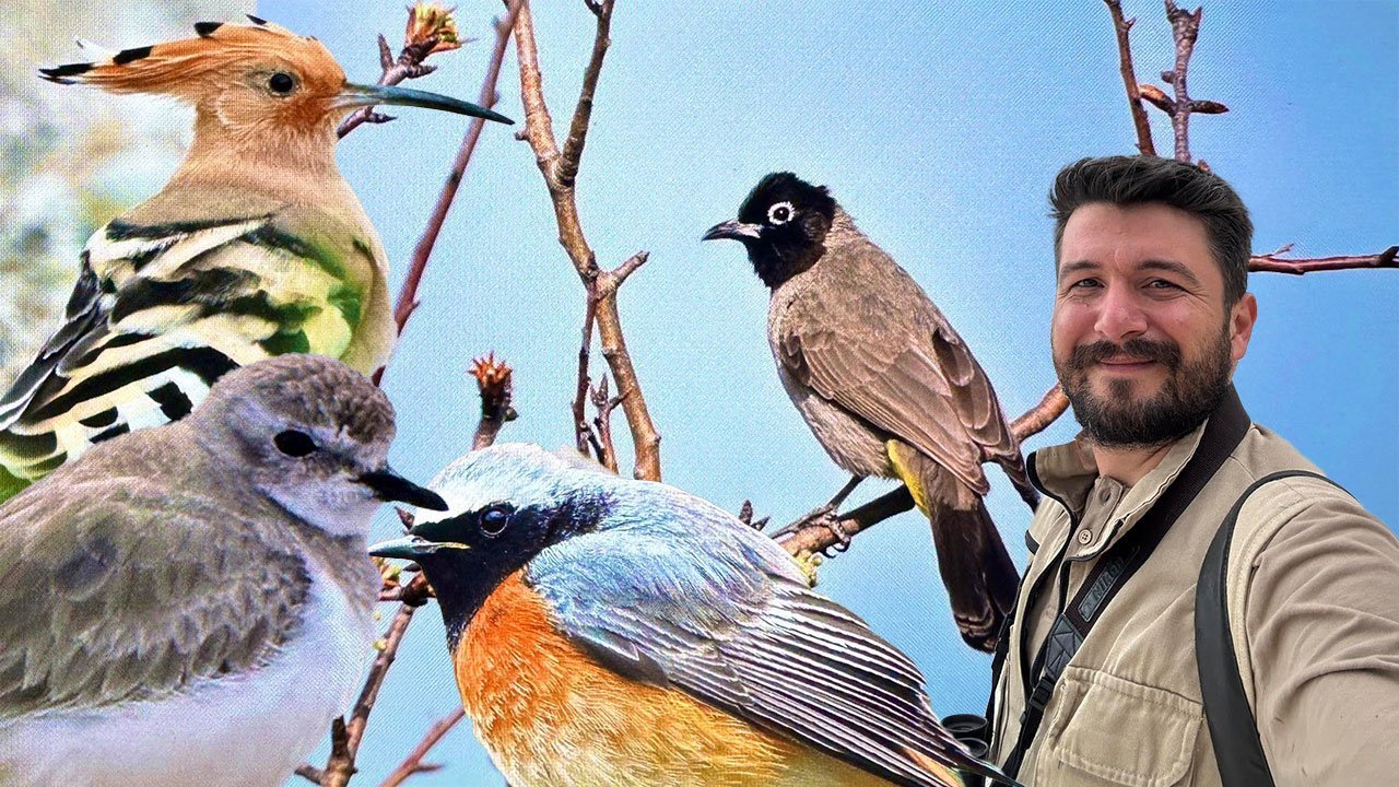 Antalya semalarında bahar göçü: 103 kuş türü fotoğraflandı