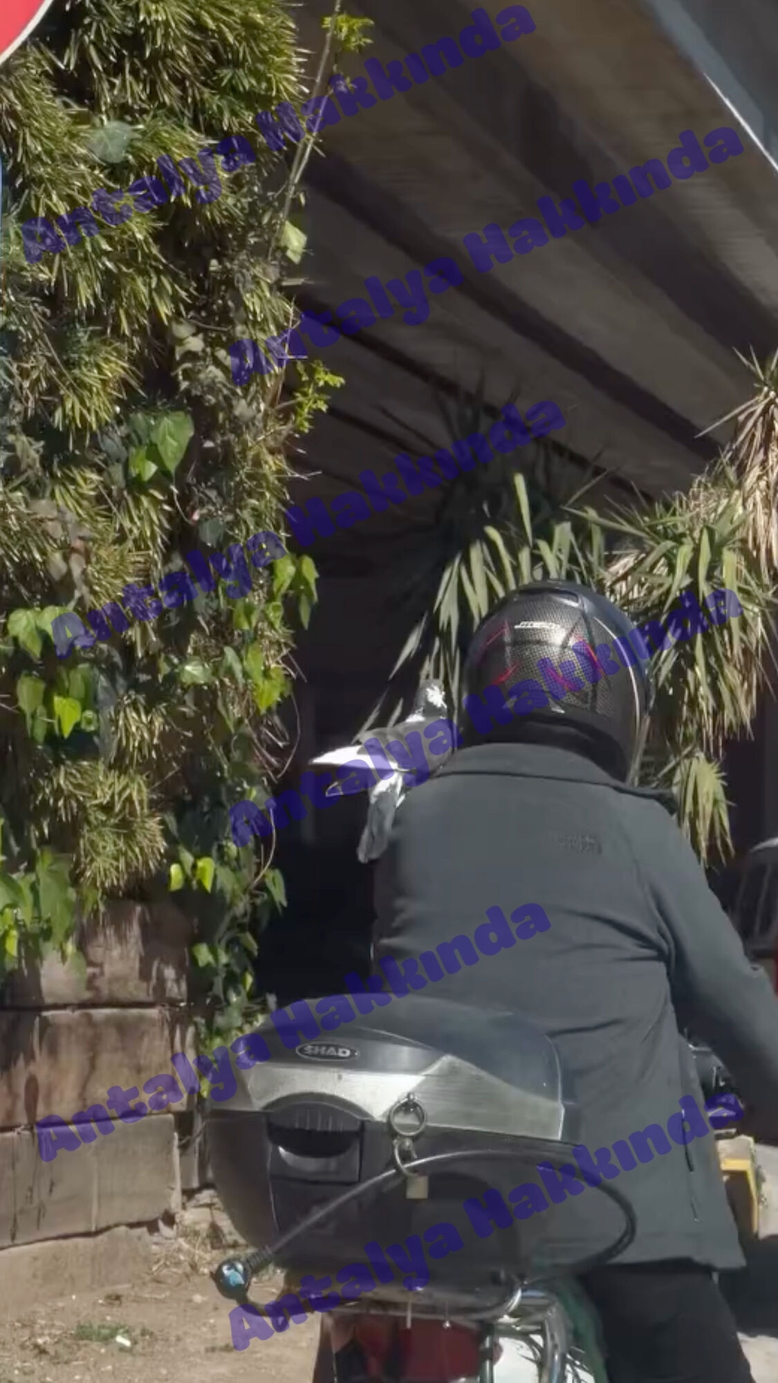 Antalya Dikey Güvercin