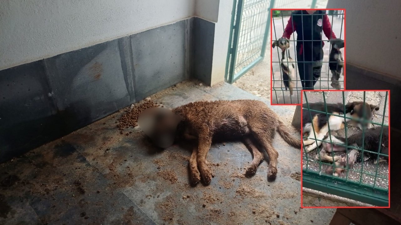 Burdur'da barınak skandalı! Görevliler açığa alındı