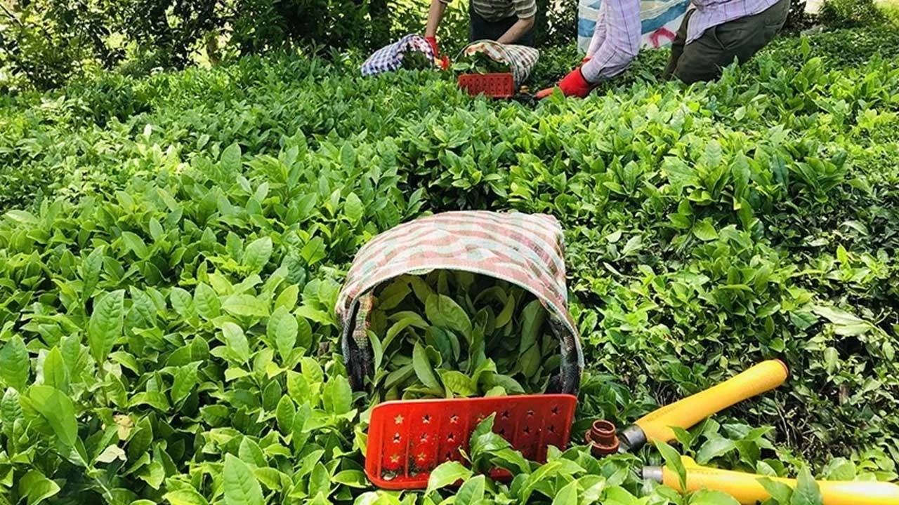 Çaykur işçi alımı yapacak! Başvuru detayları açıklandı