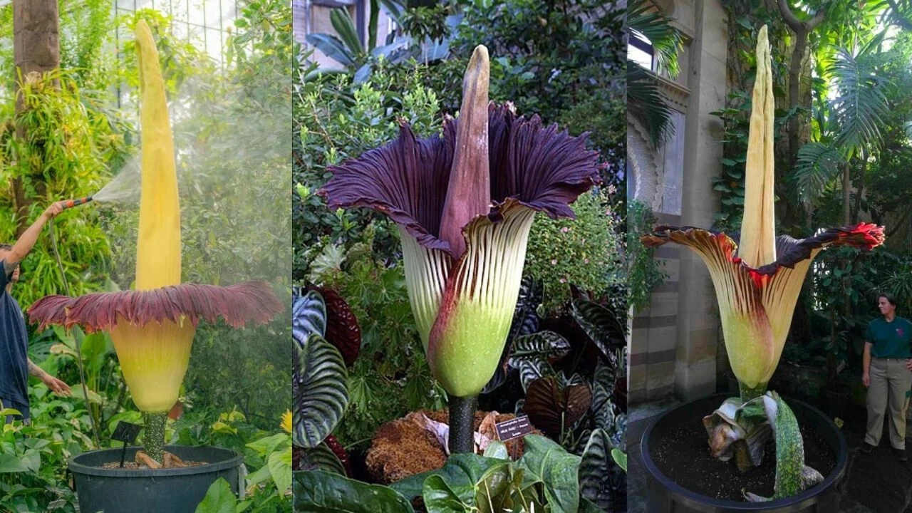 Endonezya Ormanlarından Dünyaya Yayılan Dev Çiçeğin Gizemli ve Etkileyici Hikayesi