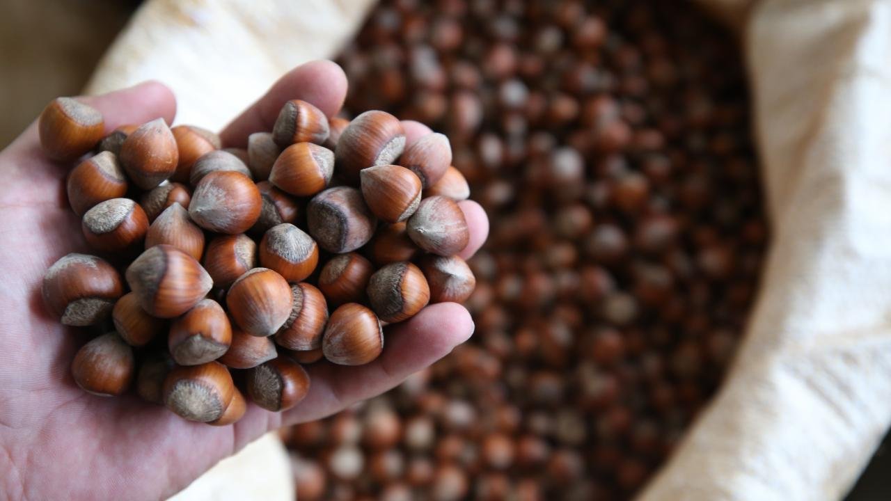 24 Mart 2026 Salı fındık fiyatları! İl il fındık fiyatları ne kadar?