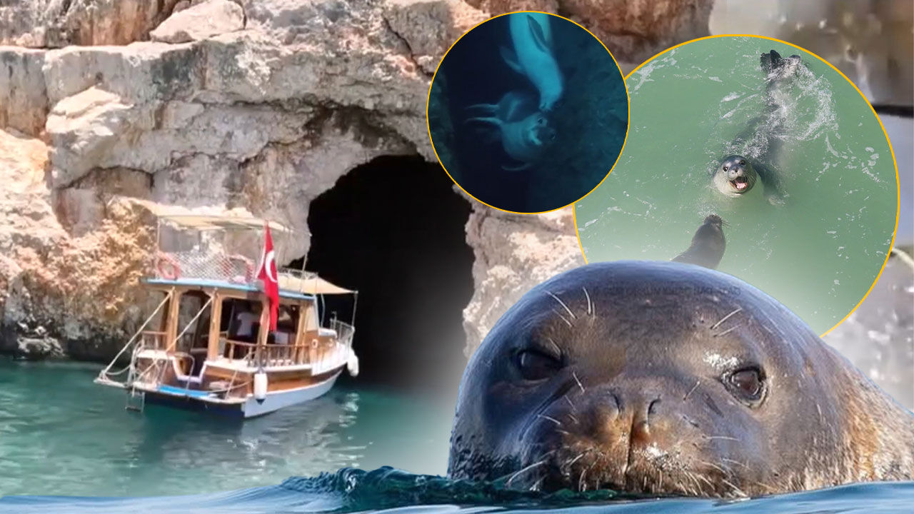 Antalya'da skandal girişim deşifre edildi: Fokların sığınaklarını turistik malzeme yaptılar!