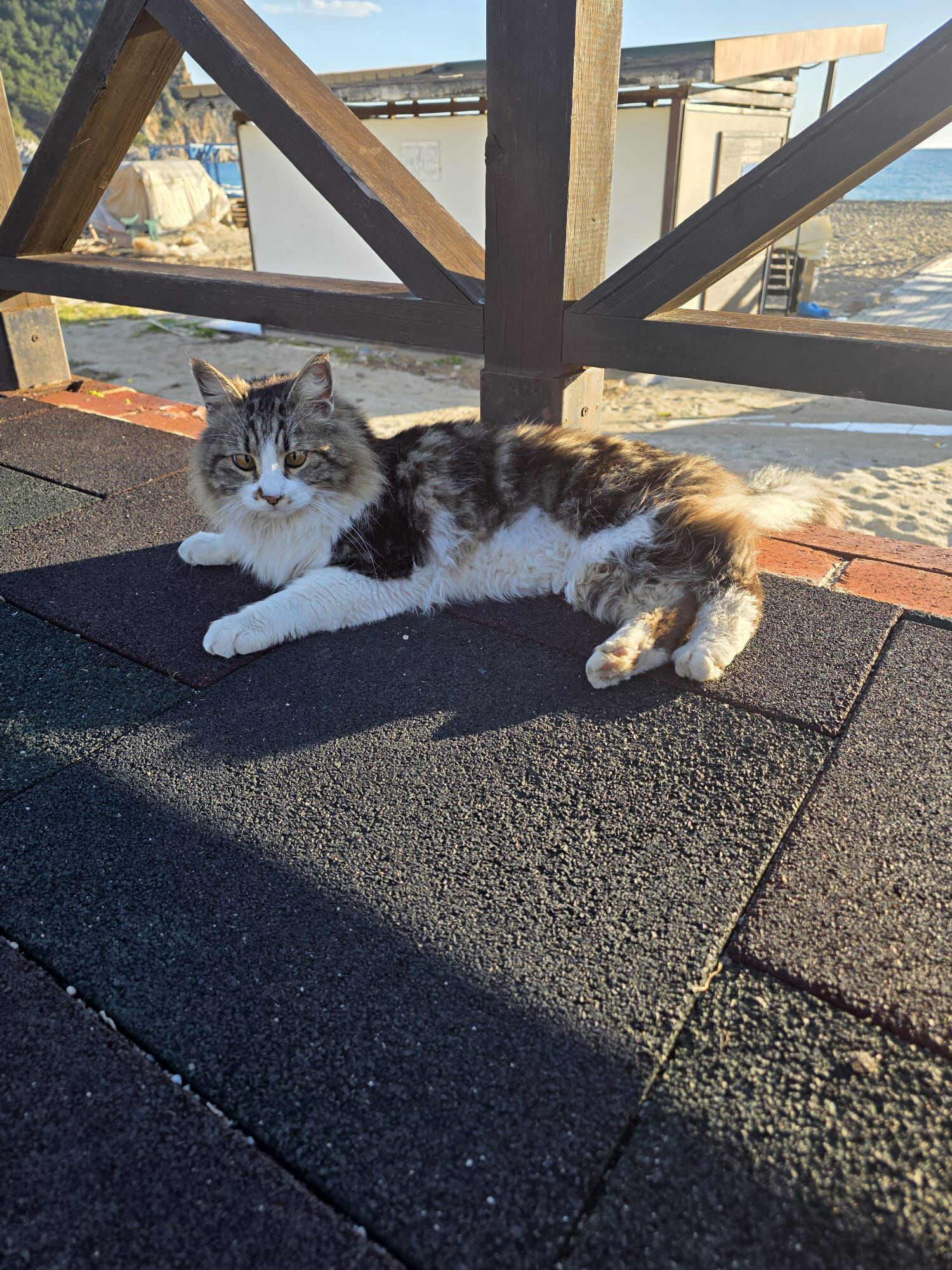 Alanyada Kedi Mahsur Kaldı