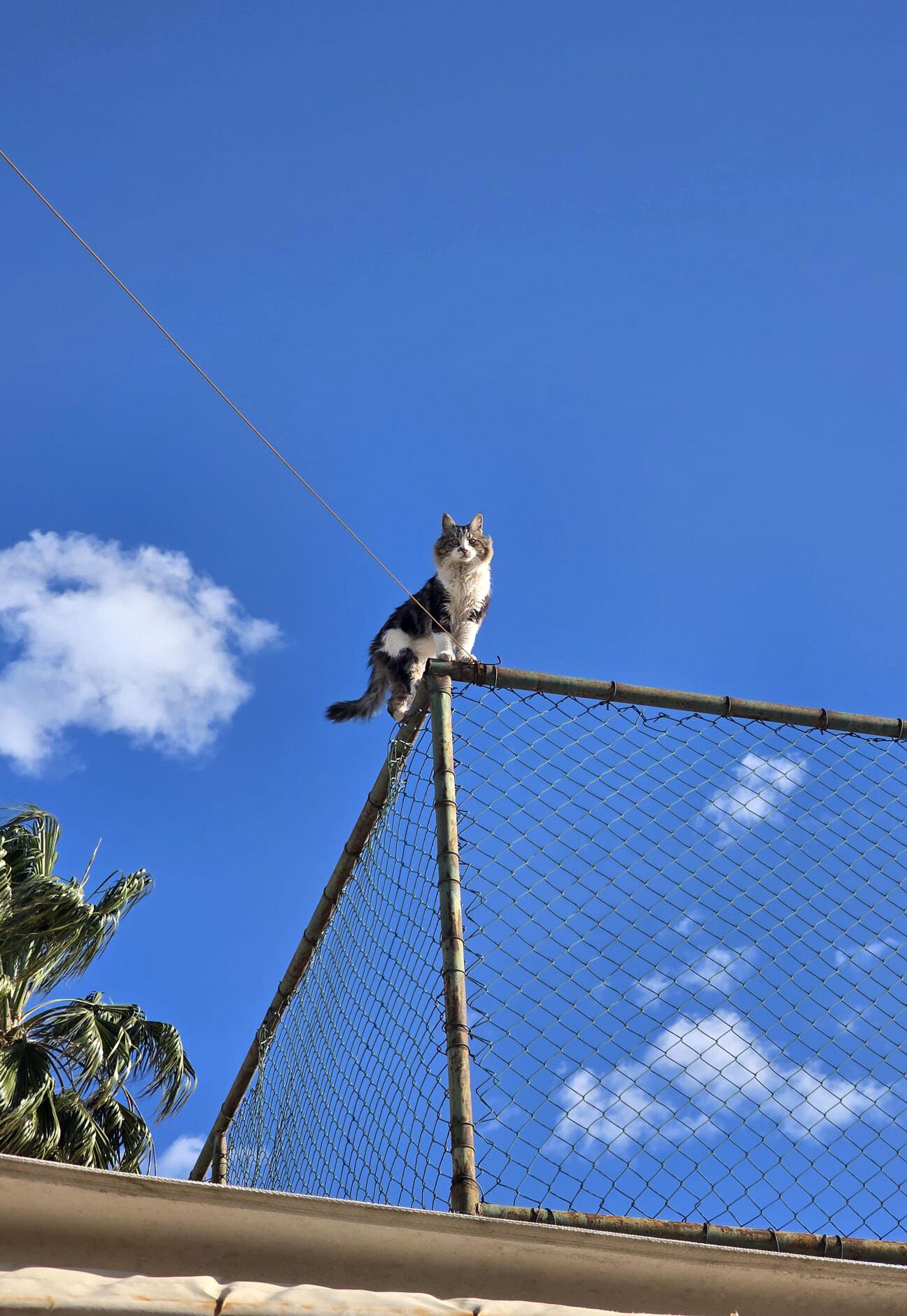 Alanyada Kedi Mahsur Kaldı2