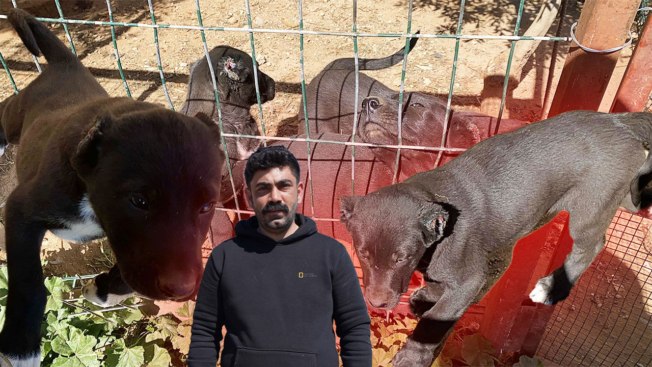 Antalya'da korkunç iddia: "26 günlük yavruların kulaklarını kesip satıyorlar"