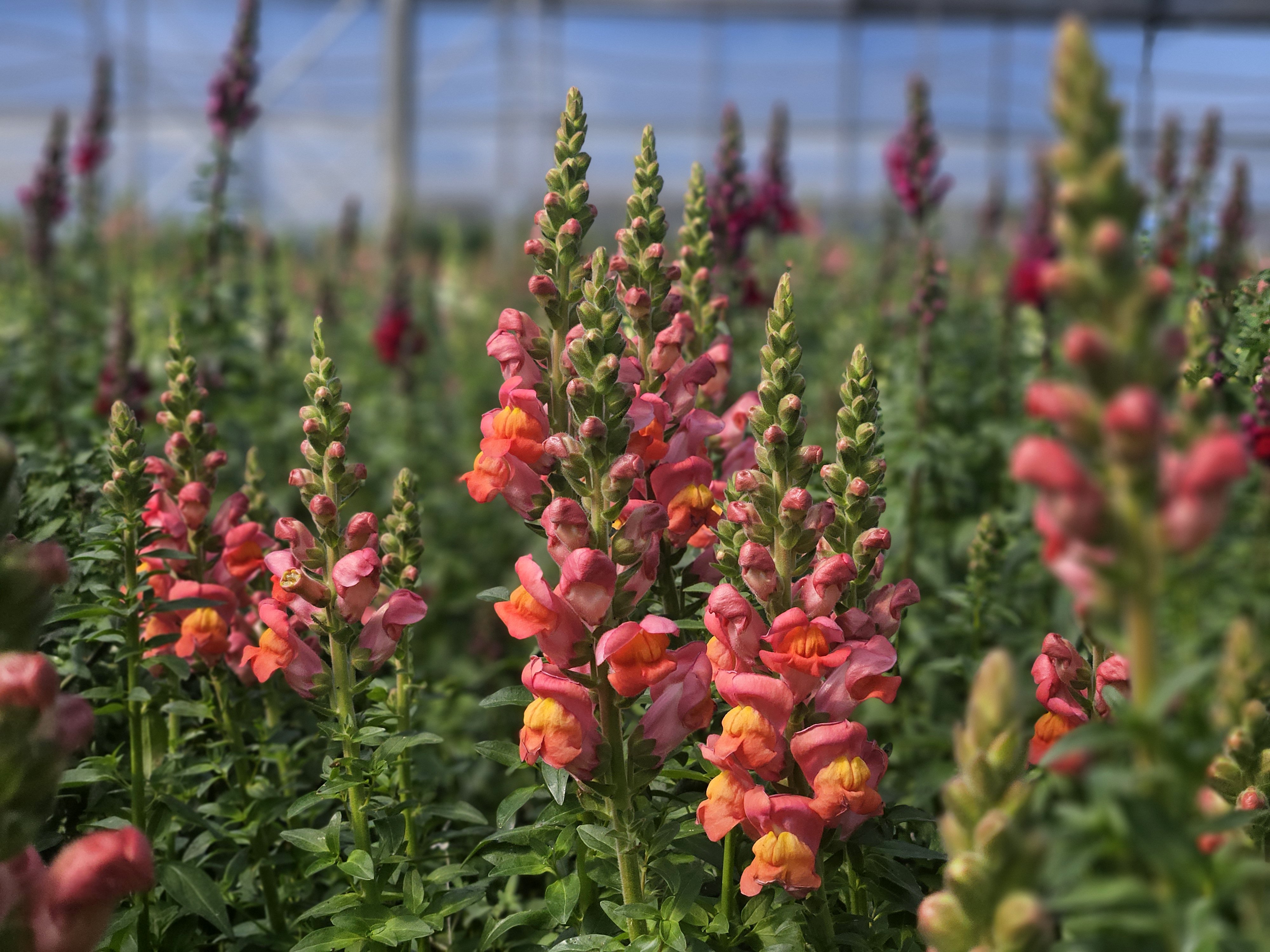 Antalya’da Kesme Çiçekte Yeni Hamle4