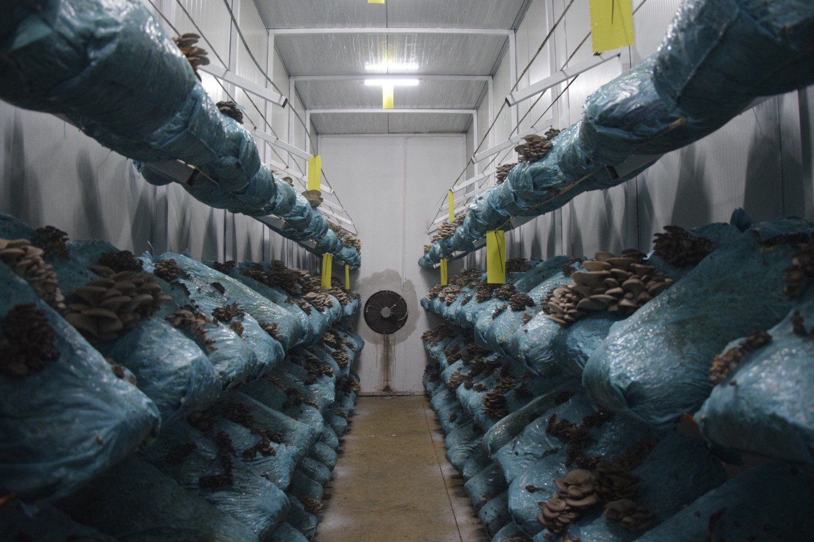 Antalya'da Mantar Yetiştiriciliğini Dev Tesise Çevirdi3