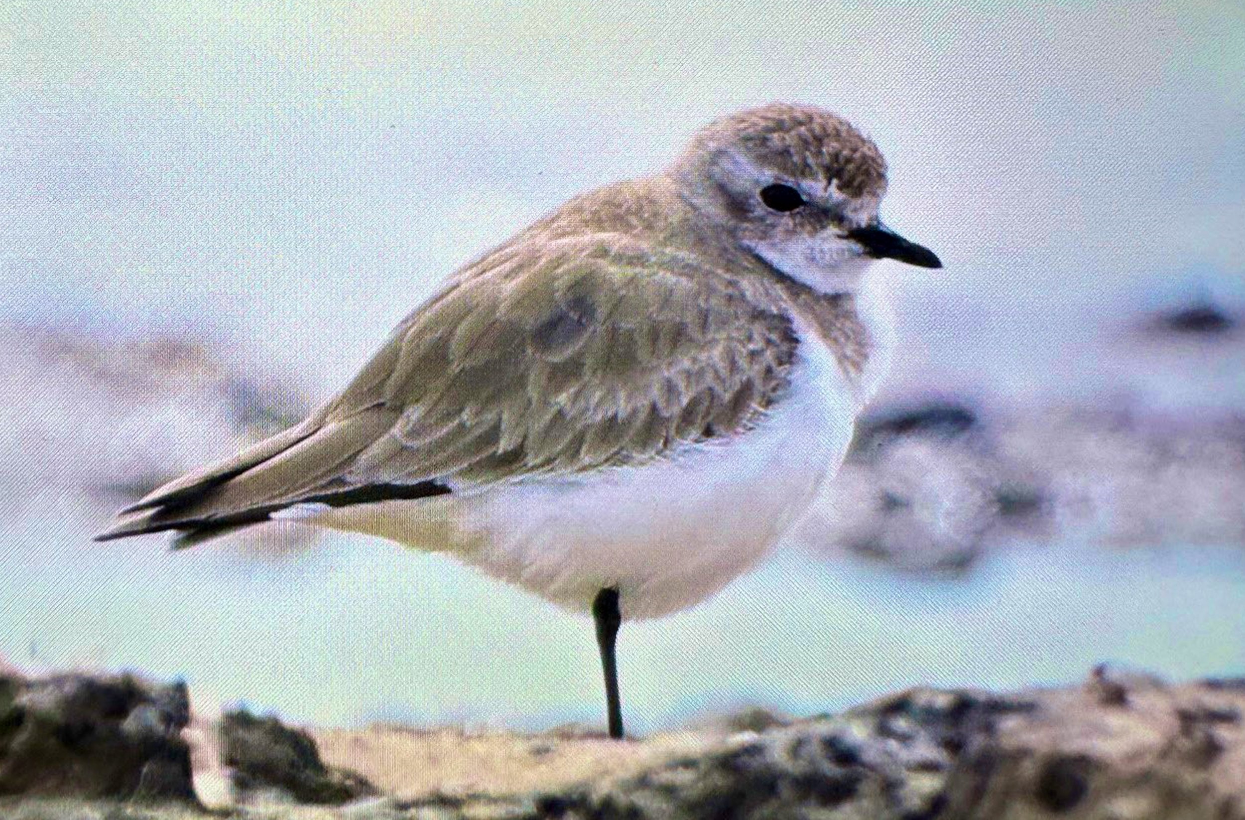 Antalyada Renkli Bahar Gocu1