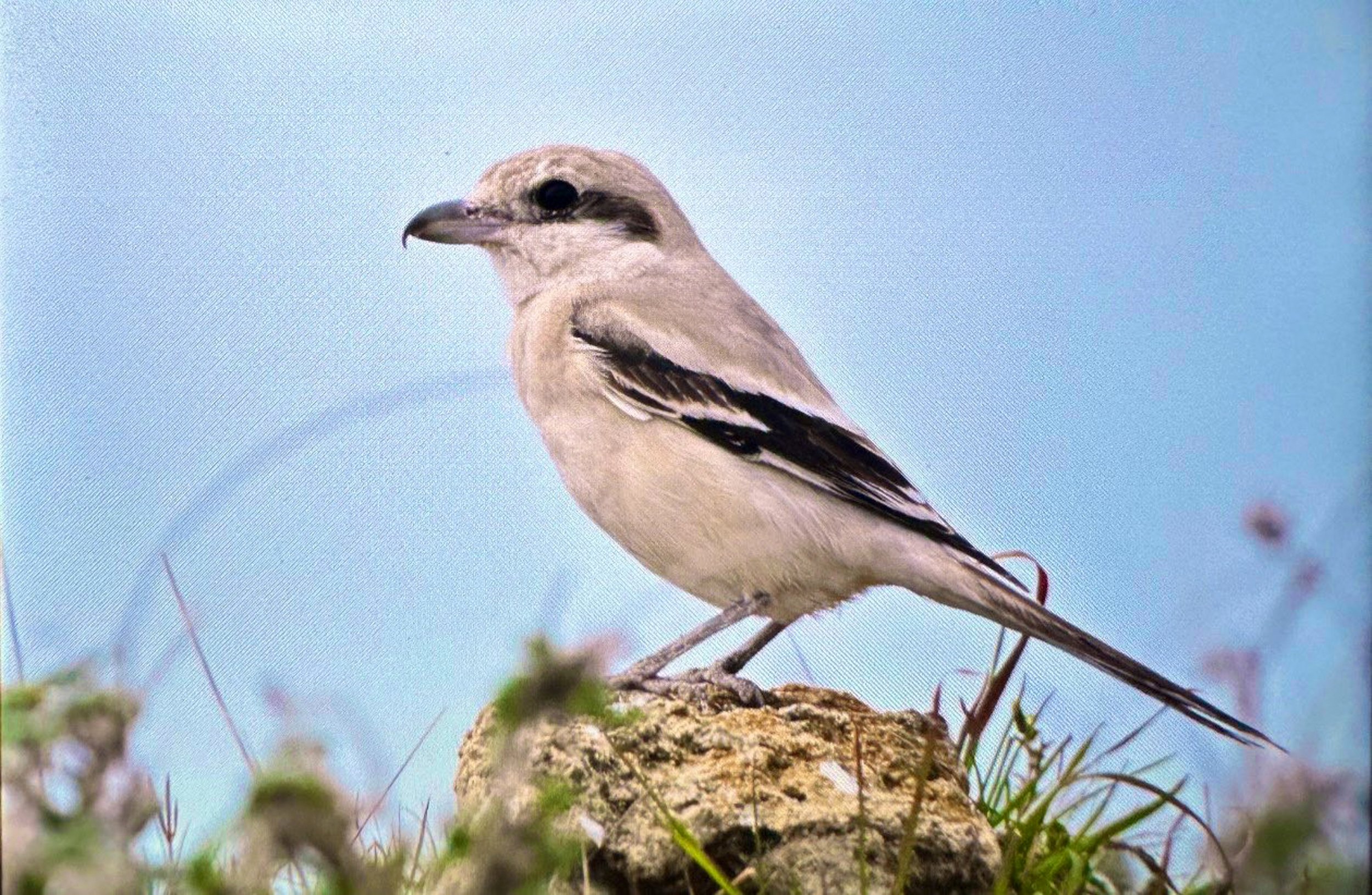 Antalyada Renkli Bahar Gocu3