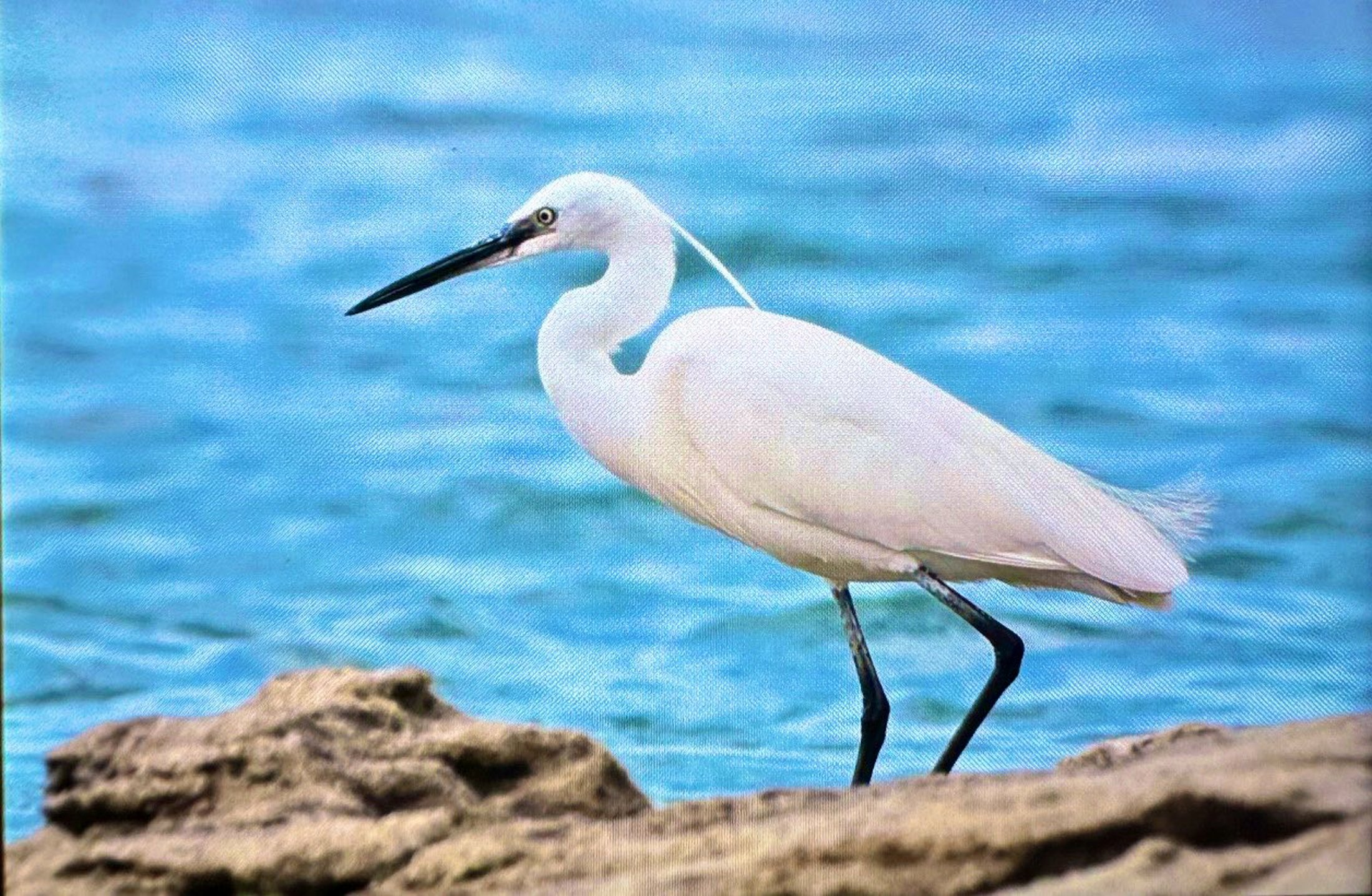 Antalyada Renkli Bahar Gocu5