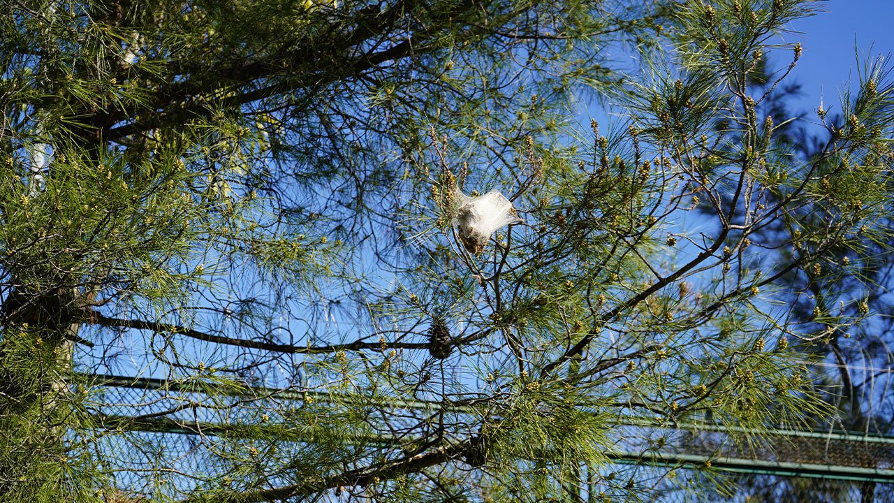 Cam Kese Tirtili Antalya2