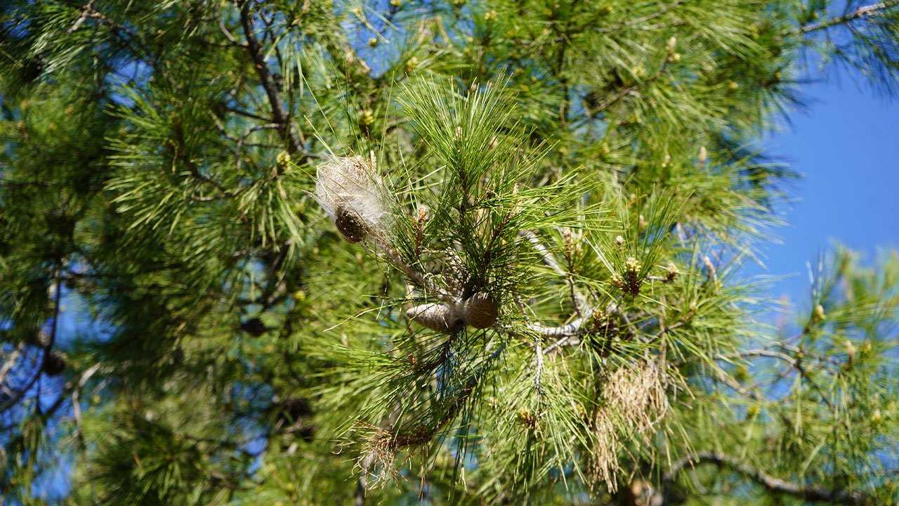 Cam Kese Tirtili Antalya3