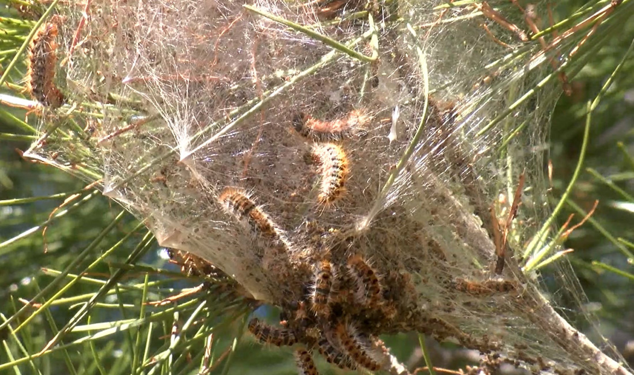 Çam Kese Tırtılı Uyarısı1