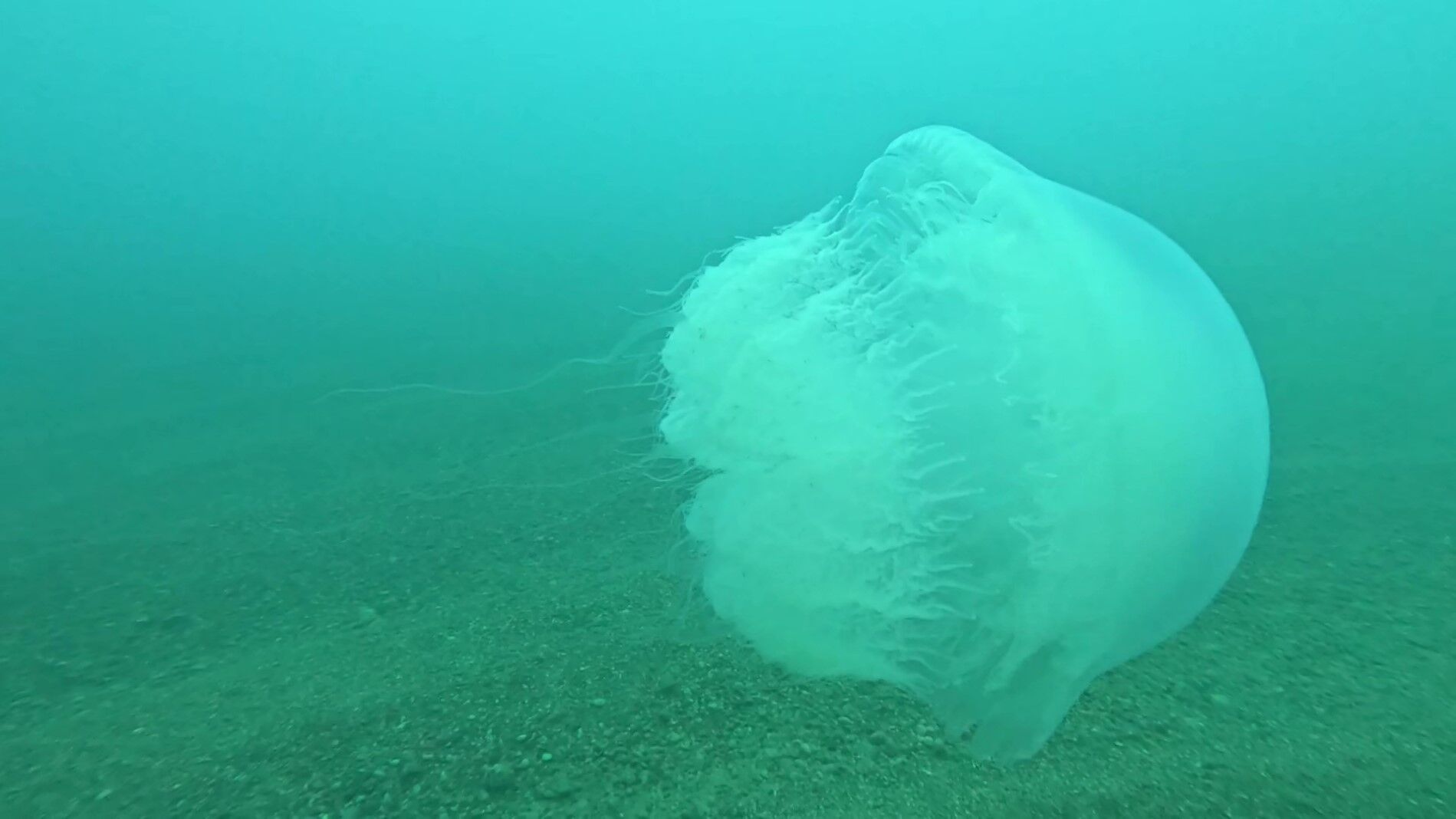 Denizanasi Antalya-1