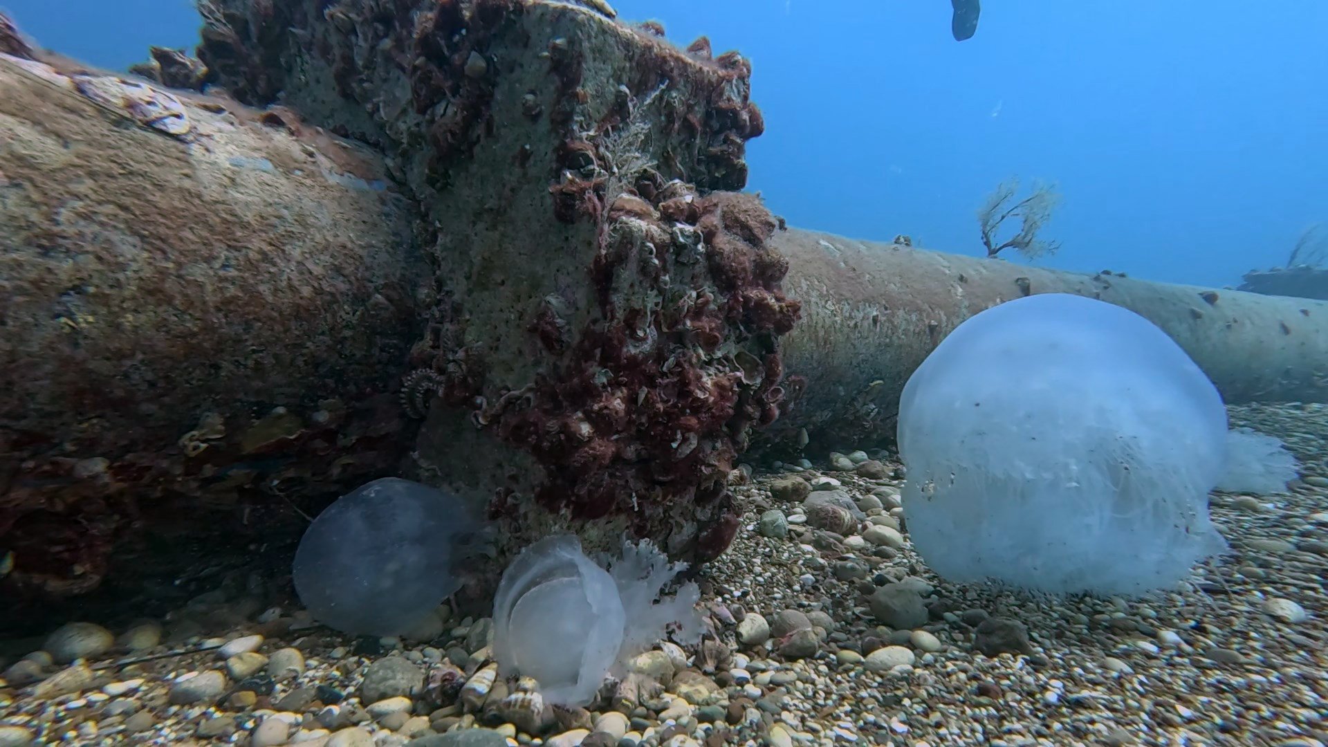 Denizanasi Antalya Firtina3