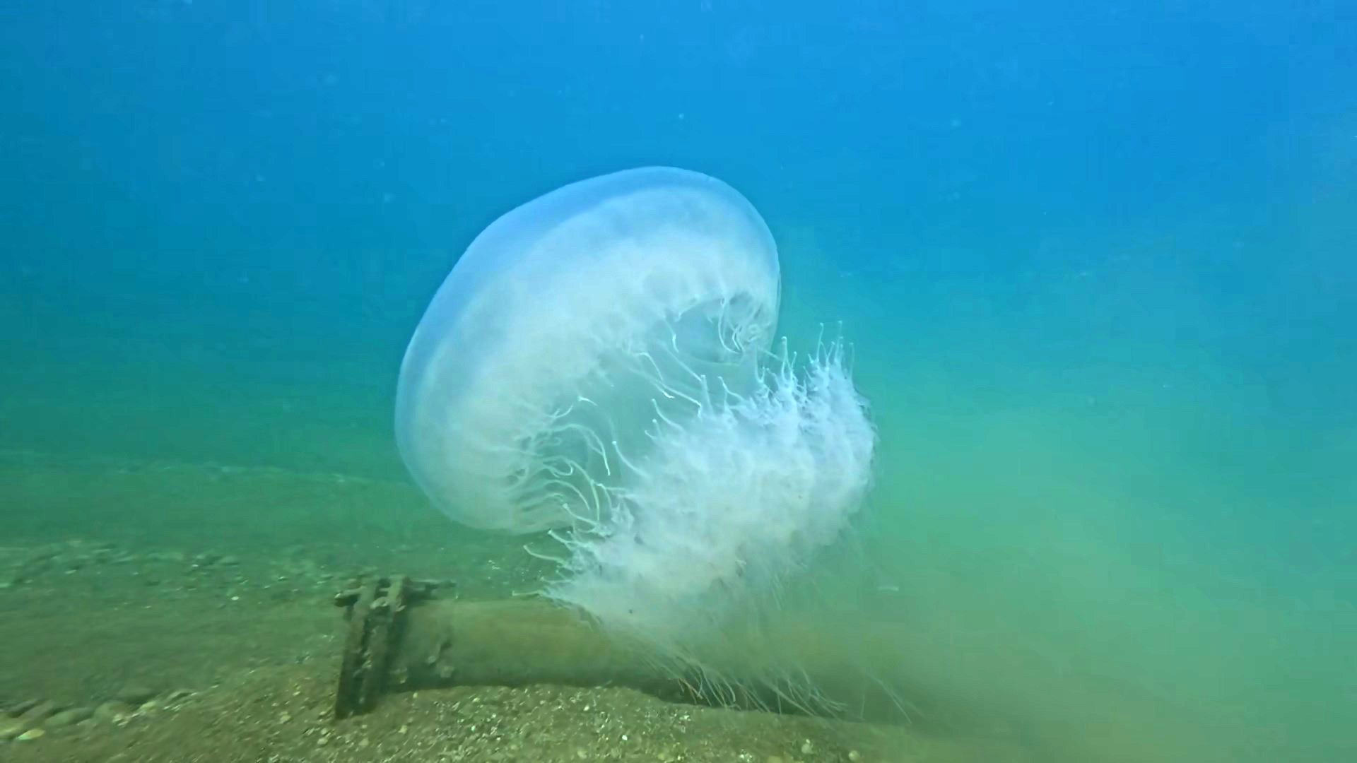 Denizanasi Antalya Firtina4