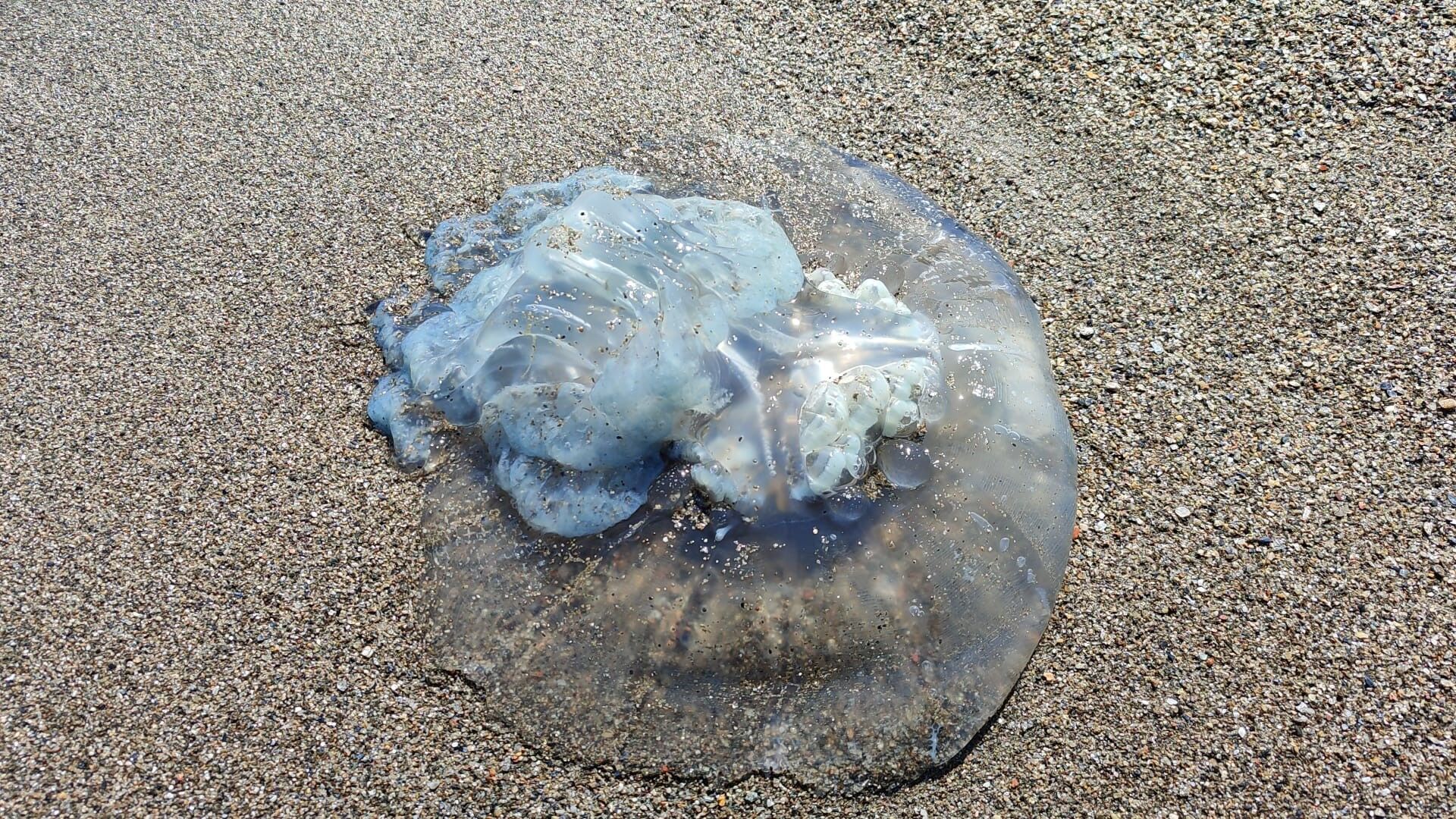 Denizanasi Antalyada Balikcilarin Kabusu Oldu1
