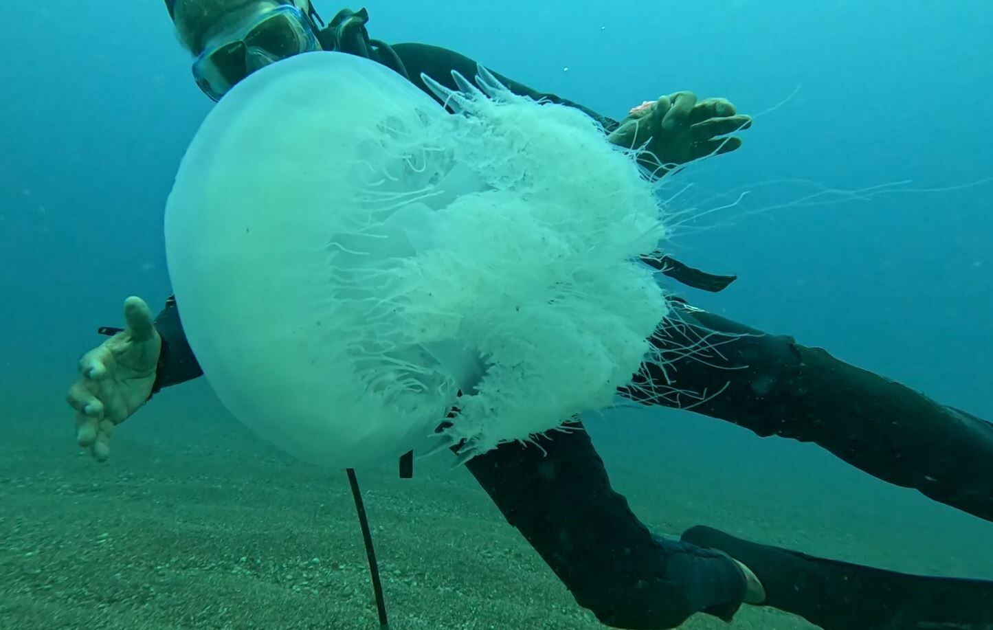 Denizanasi Antalyada Balikcilarin Kabusu Oldu2