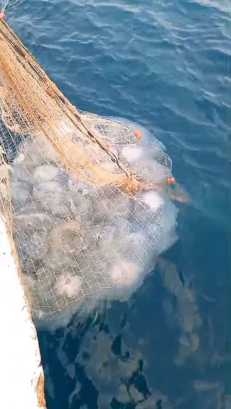 Denizanasi Antalyada Balikcilarin Kabusu Oldu3