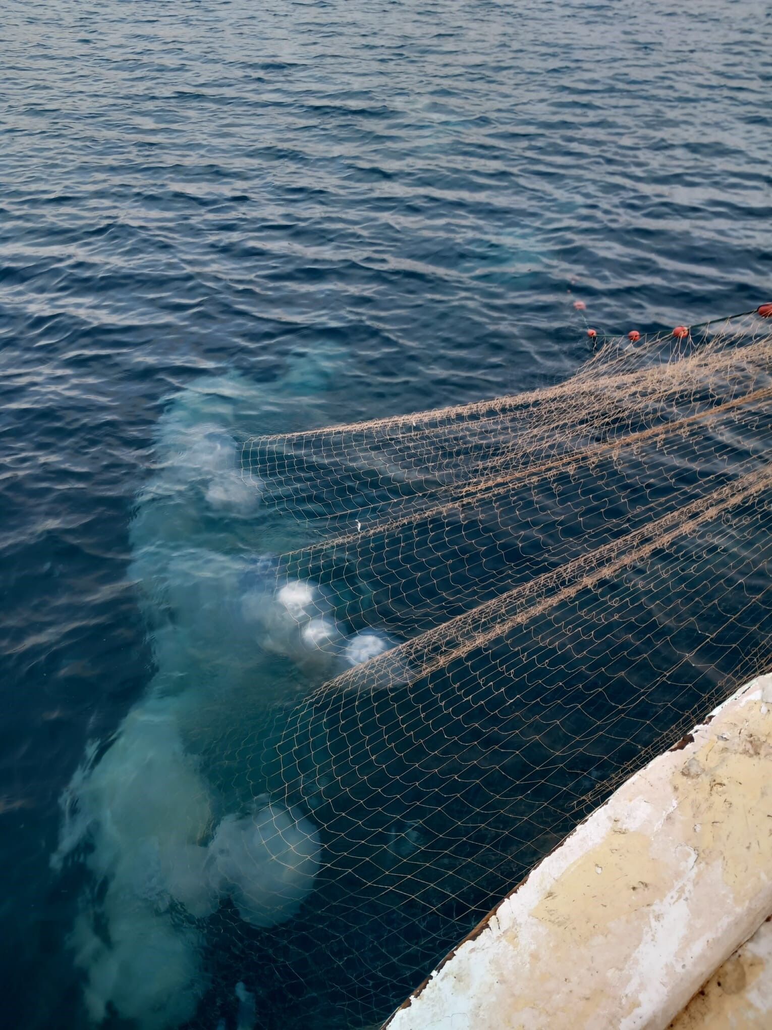Denizanasi Antalyada Balikcilarin Kabusu Oldu4