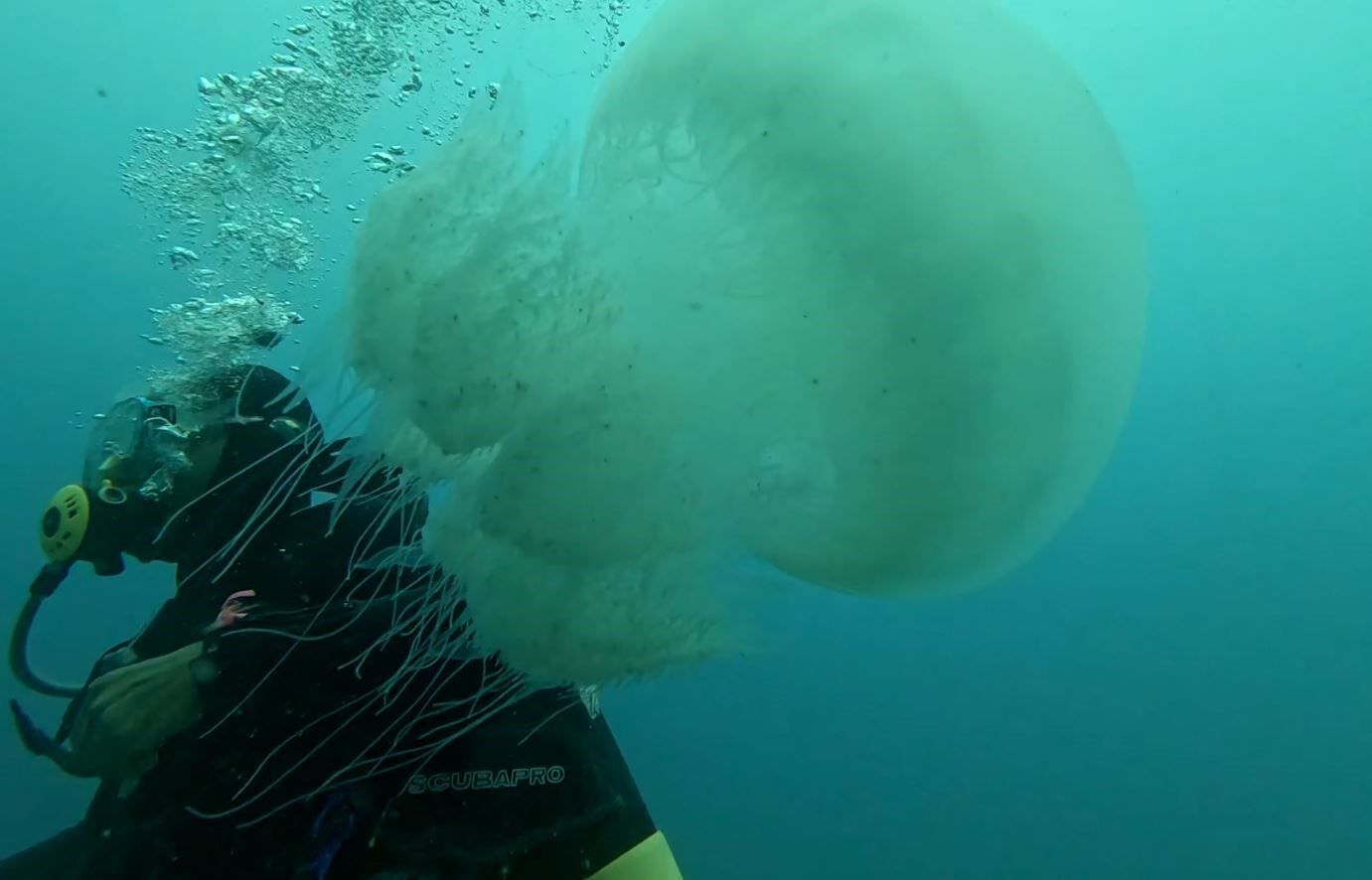 Denizanasi Antalyada Balikcilarin Kabusu Oldu5