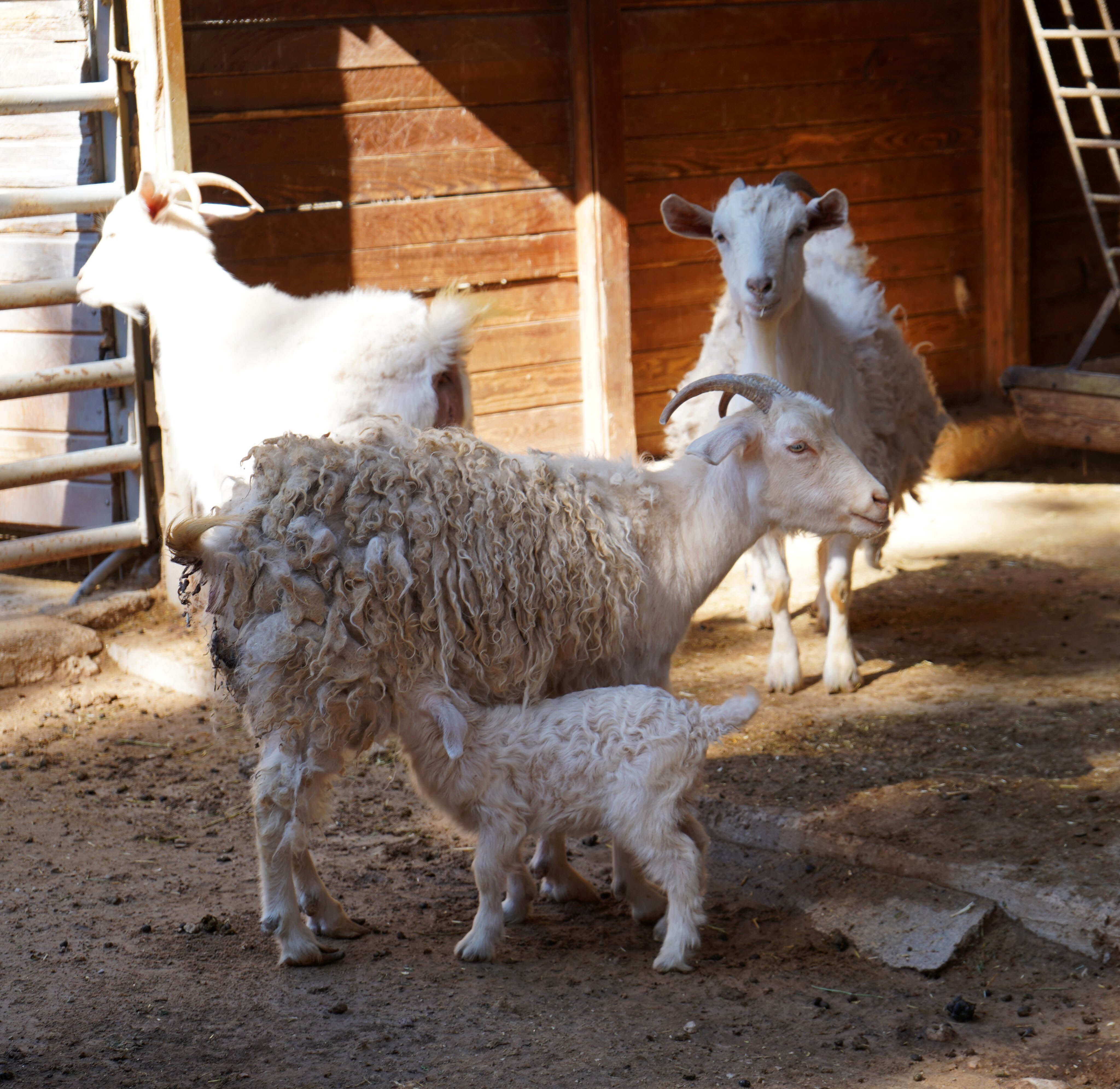 Hayvanat Bahçesinde Yavru Sevinci1