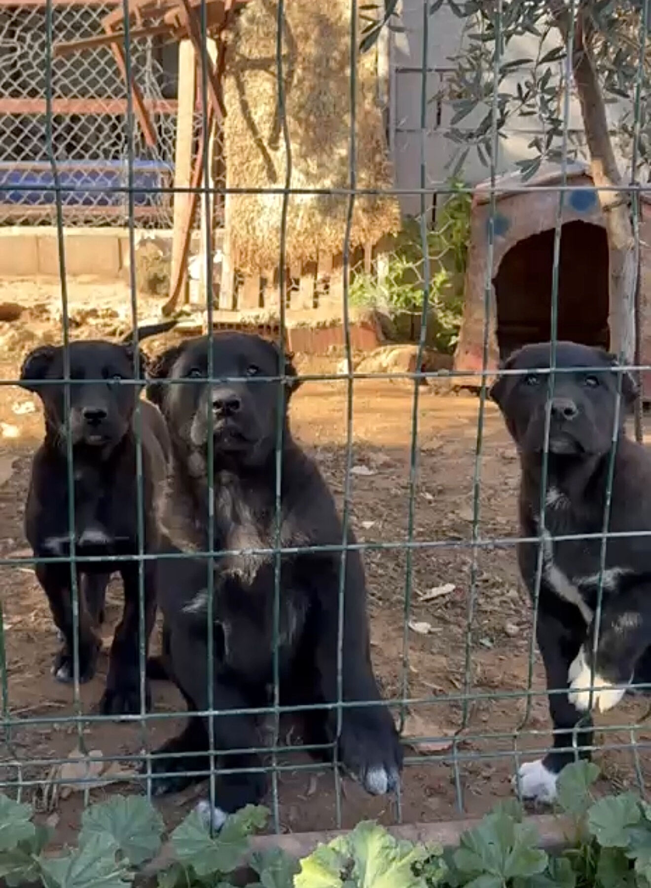 K U L A K L A R I K E S I L E N Y A V R U K O P E K L E R I N 30 40 1210220 359902