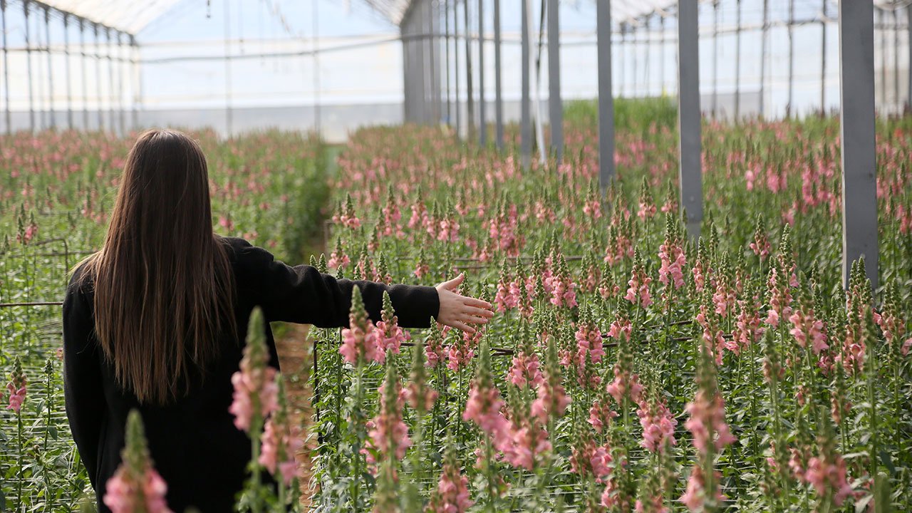 Kesme Cicek Serik Antalya Ihracat2