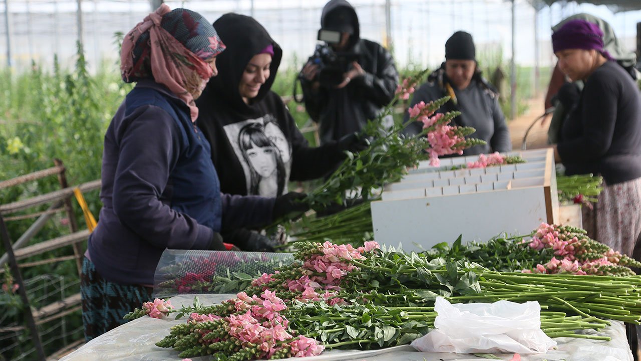 Kesme Cicek Serik Antalya Ihracat4