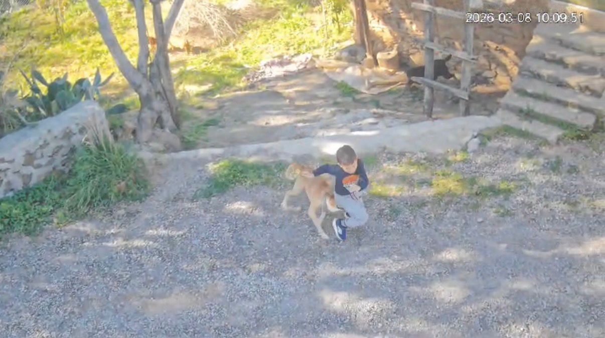 Sokak Kopegi Saldirdi