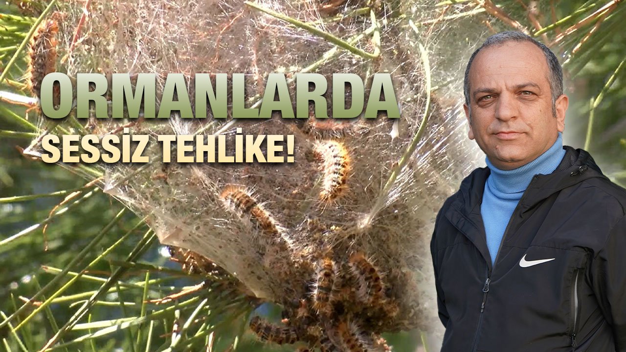 Antalya'da uzmanlardan çam kese tırtılı uyarısı!