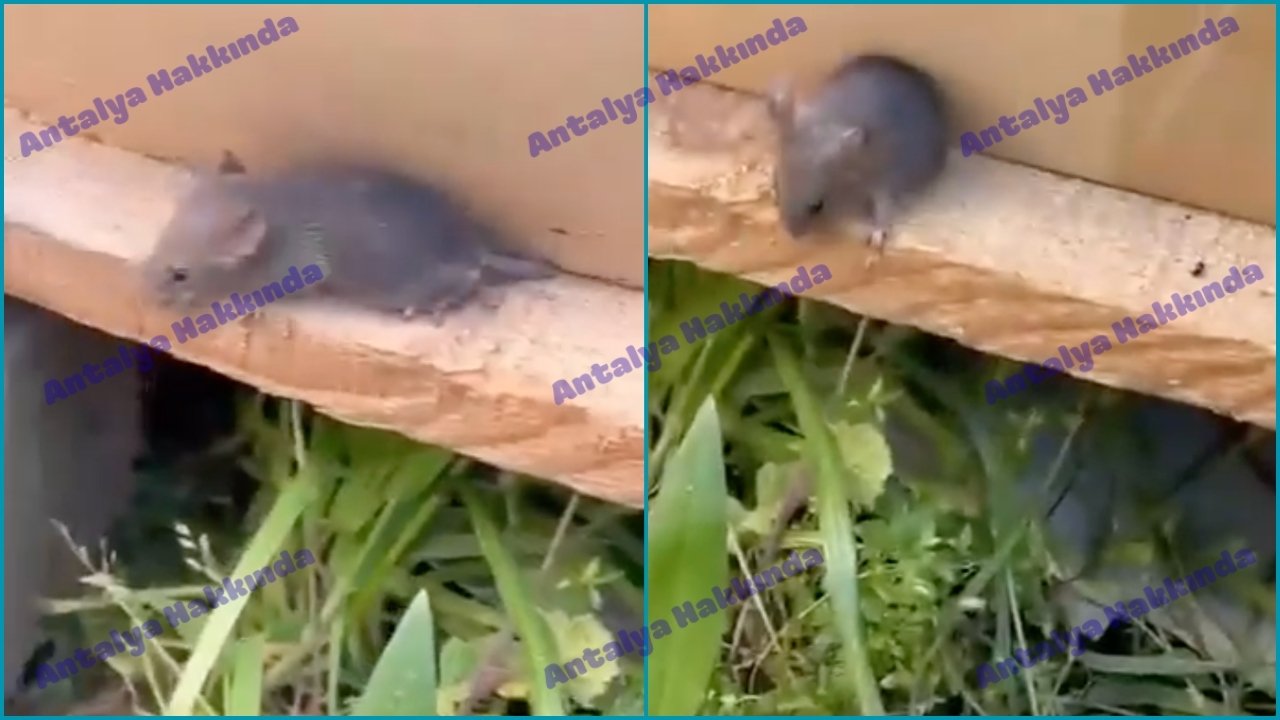 Antalya’da koli altında kalan yavru fare kurtarıldı: Fikirler ikiye bölündü!