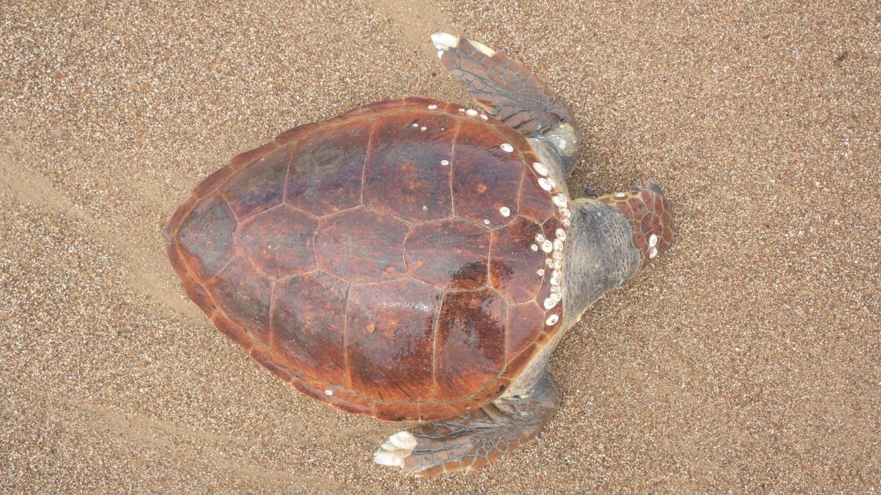 Antalyada Caretta