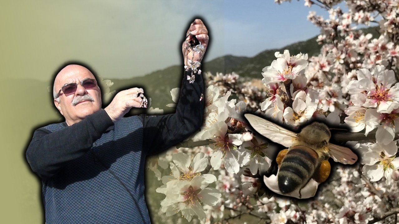 Antalya'da badem çiçekleri baharı müjdeledi! Çiftçi umutlu