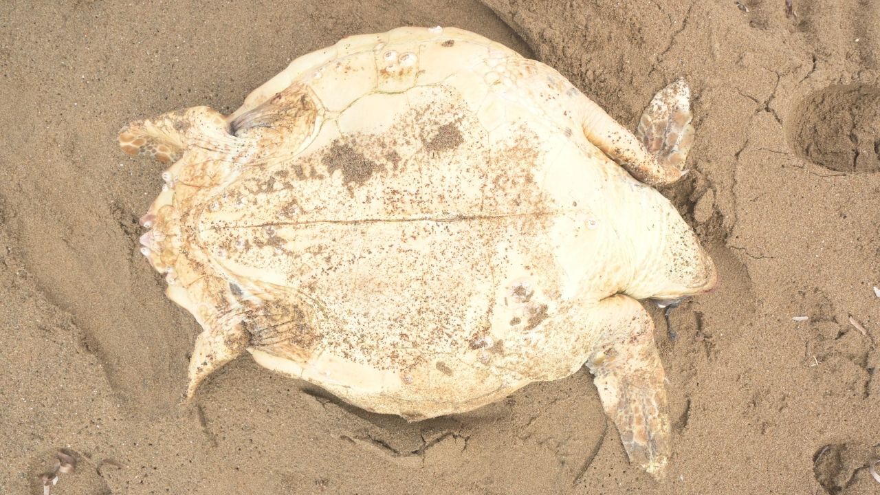 Caretta