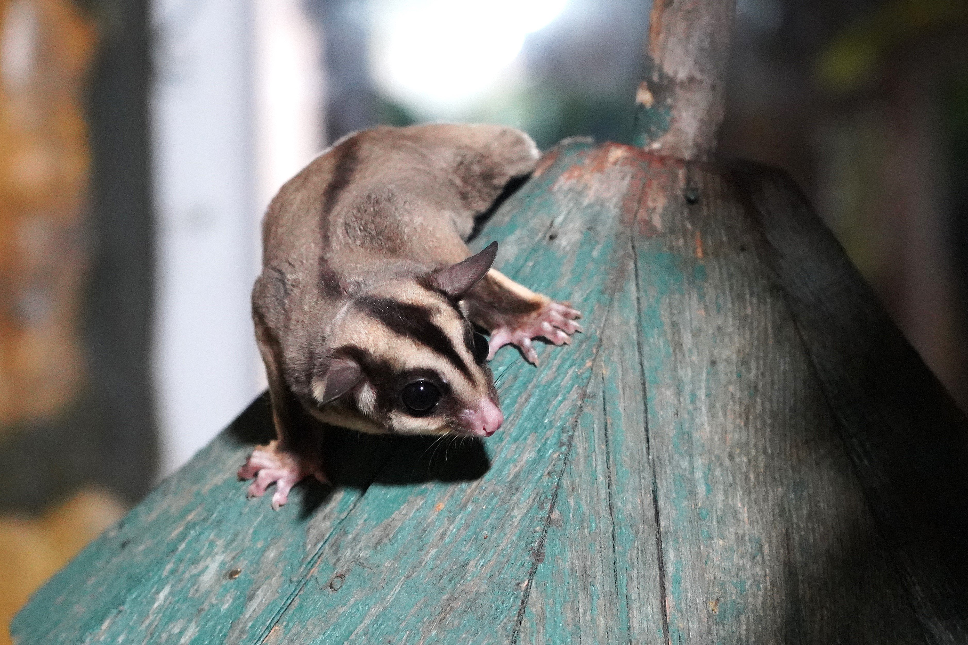 K A C A K B A K I L A N 33 U C A N S I N C A P R E H A B I L I T 1232866 366654