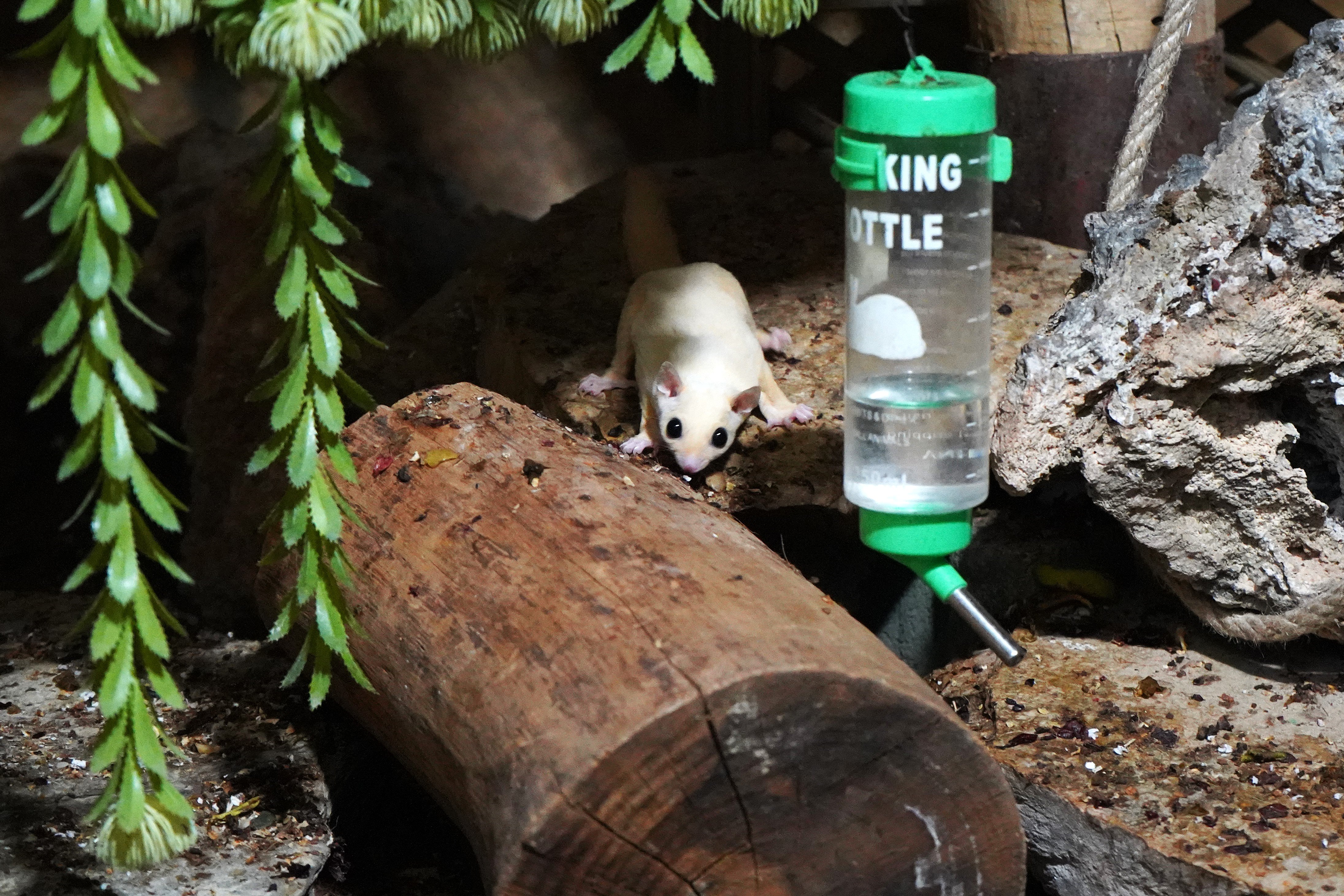 K A C A K B A K I L A N 33 U C A N S I N C A P R E H A B I L I T 1232868 366654