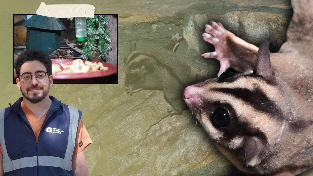 Antalya’da 33 kaçak “uçan sincap” kurtarıldı