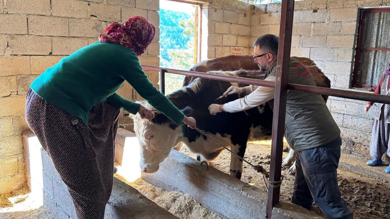 Gazipaşa'da Hayvan Sağlığı Için Sahada Yoğun Mesai