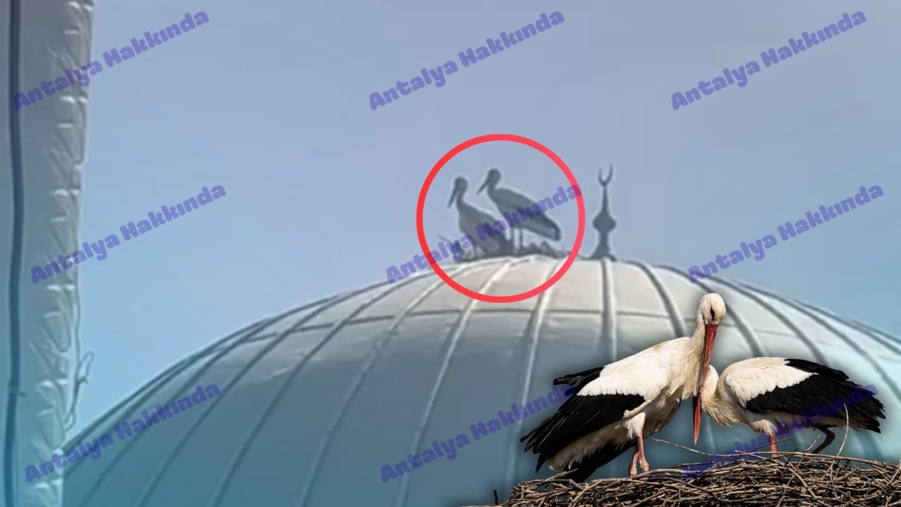 Antalya'da leylekler cami kubbesine yuva yaptı!