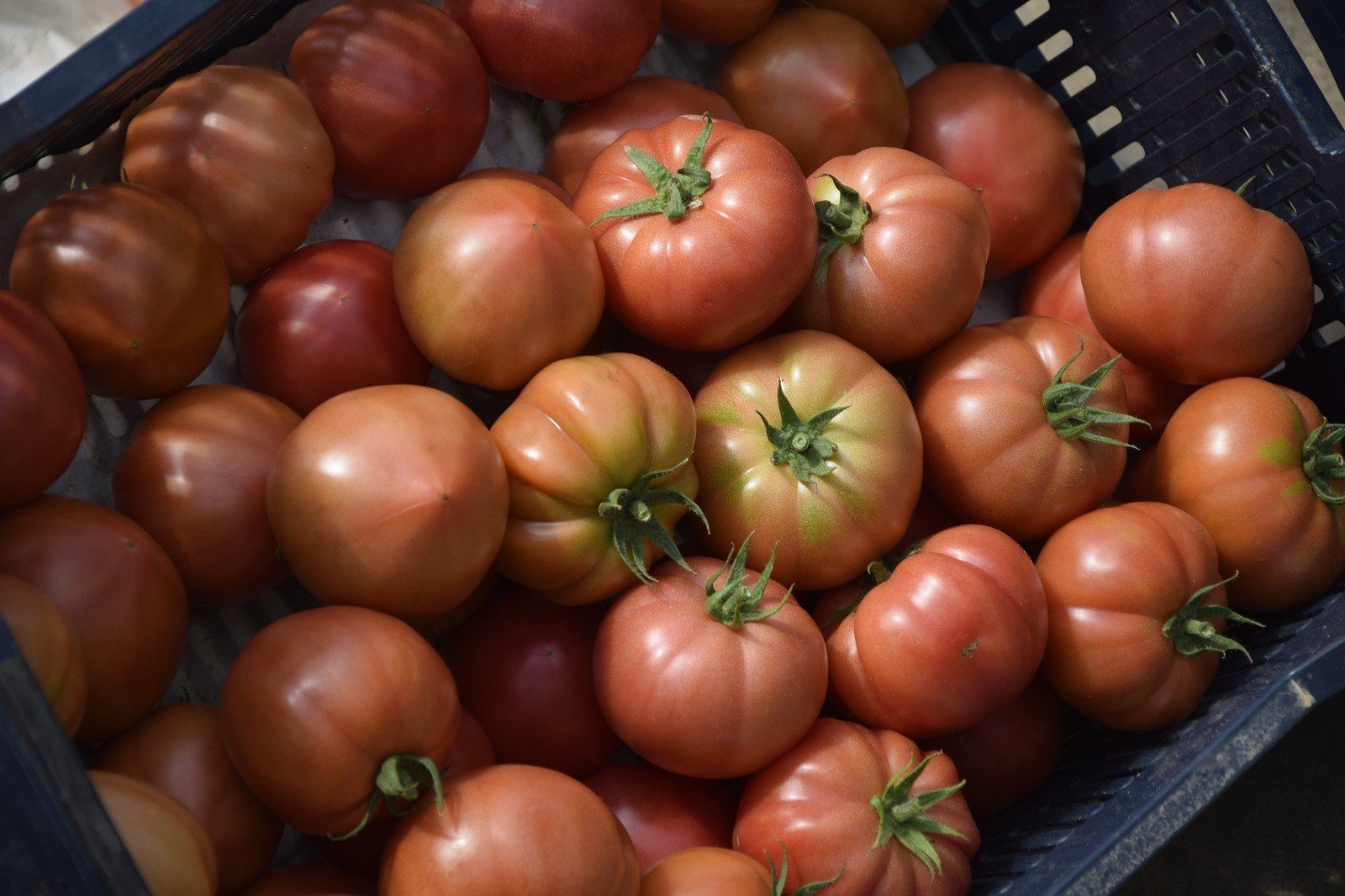 Aksu Ortualti Tarim Kadin Ciftci.3