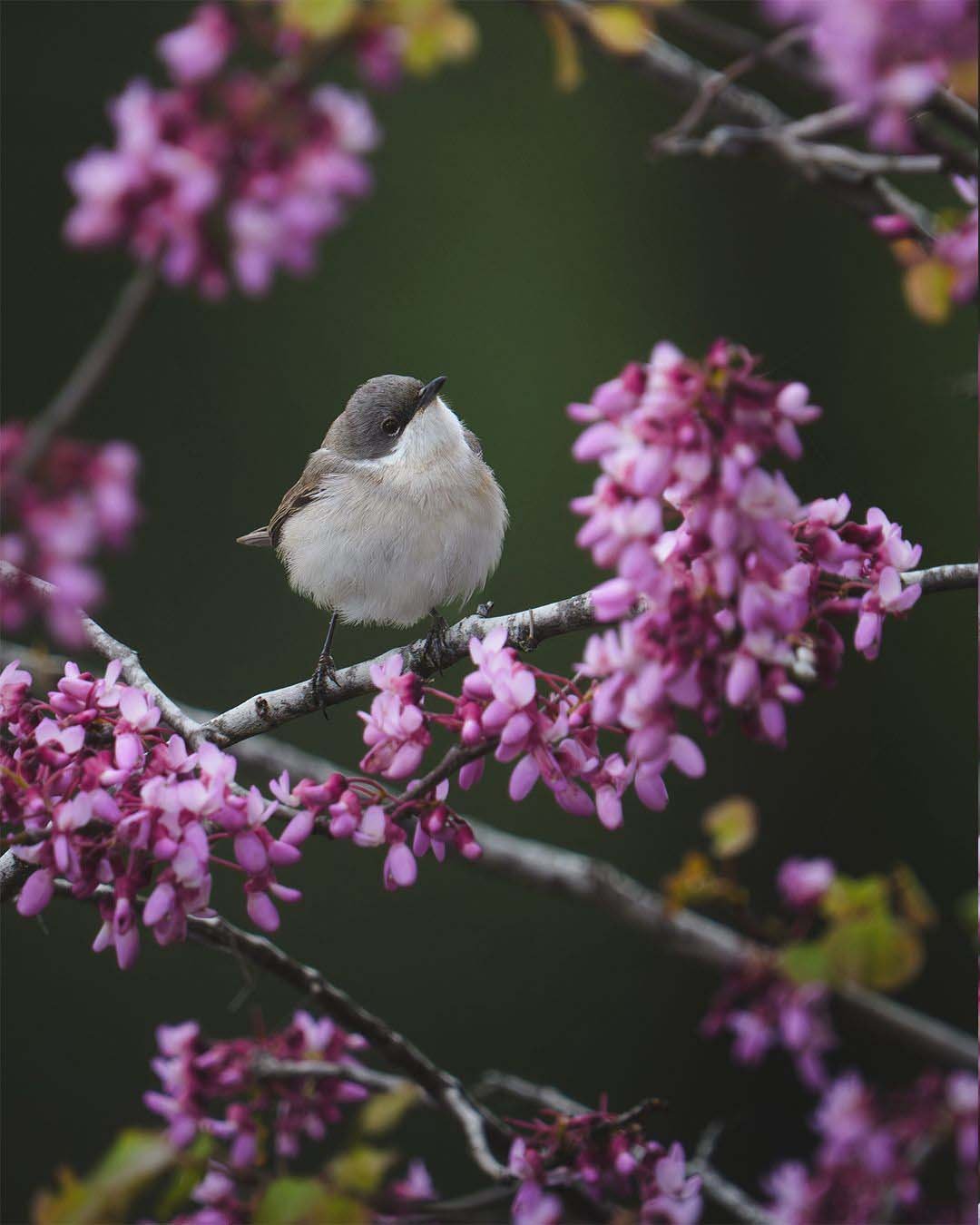Antalya 120 Kus Gozlemlendi1