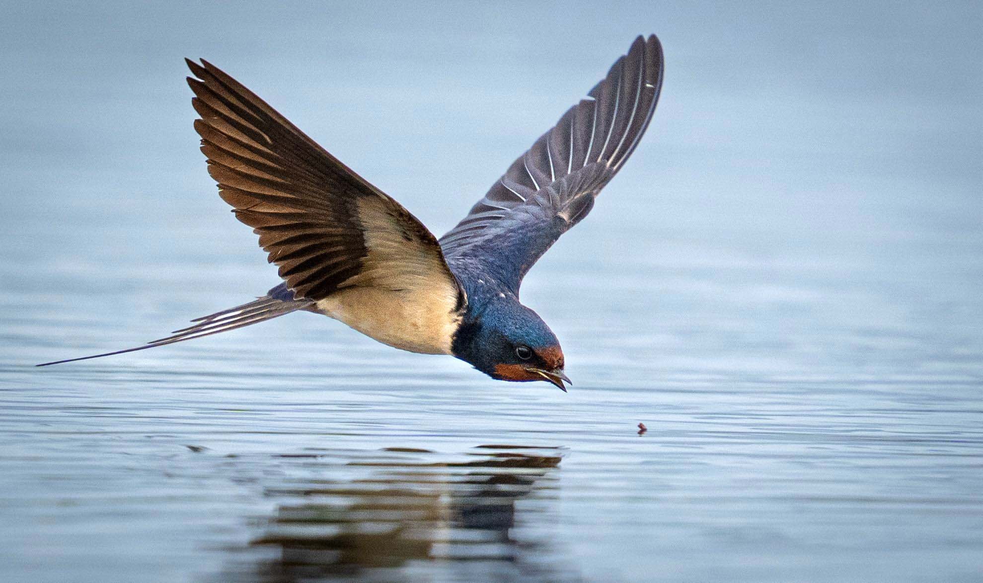 Antalya 120 Kus Gozlemlendi3