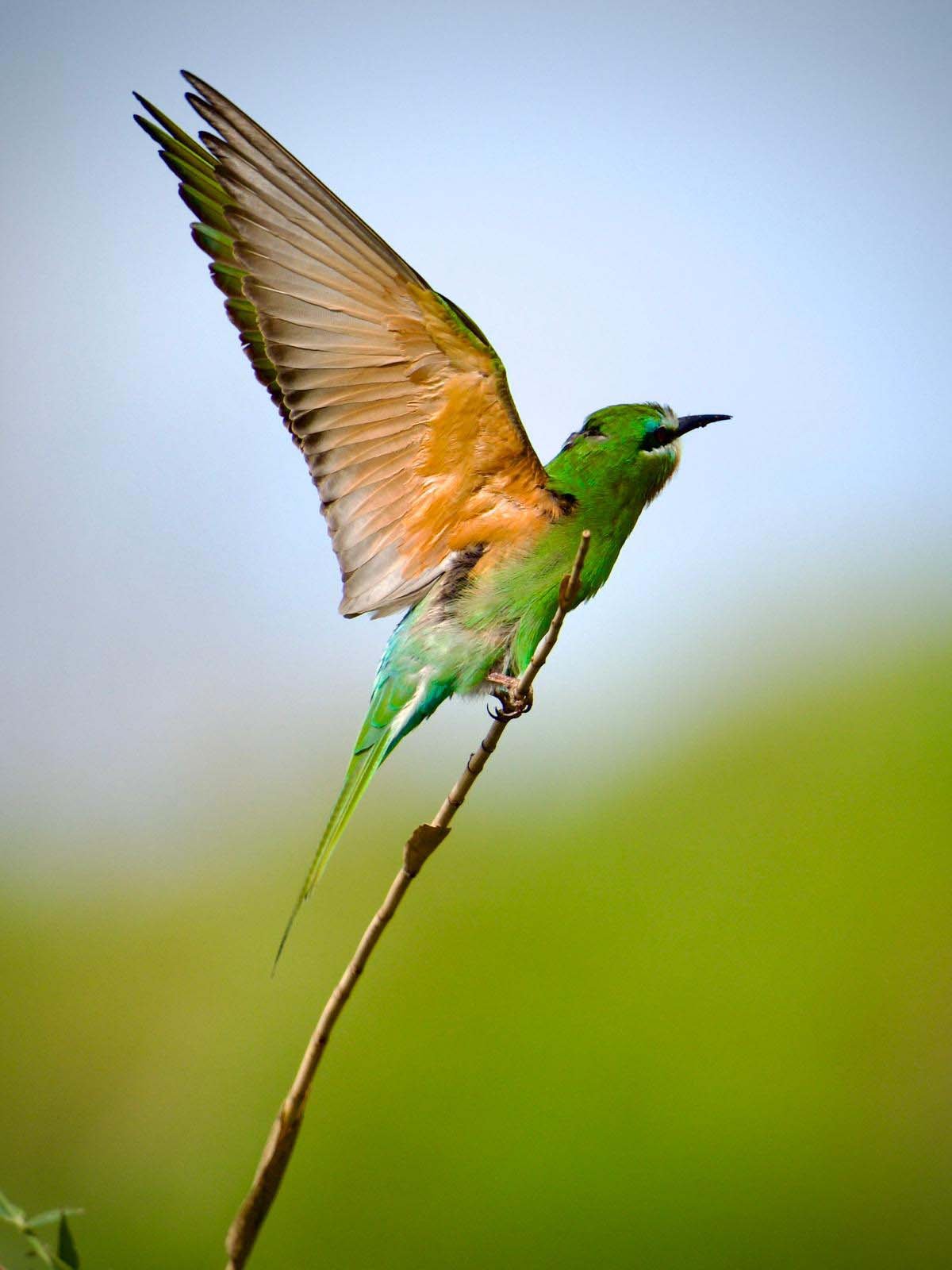 Antalya 120 Kus Gozlemlendi4