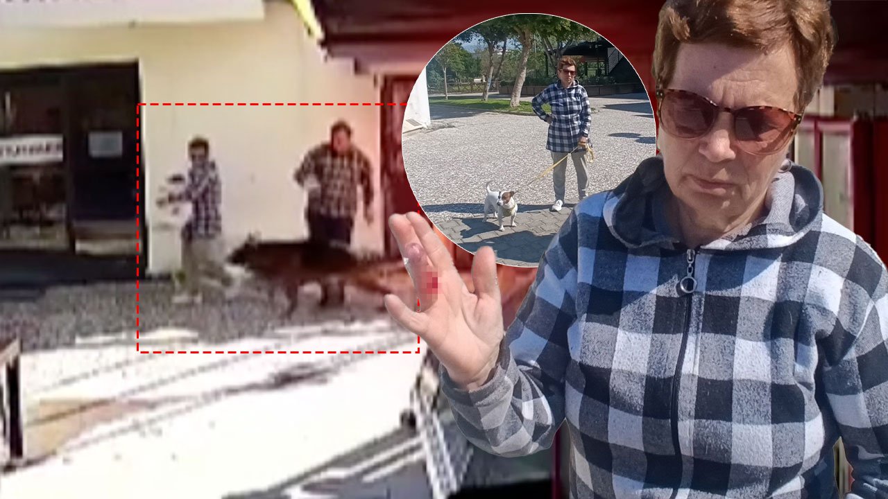 Antalya'da evcil köpek sahibini hastanelik etti!