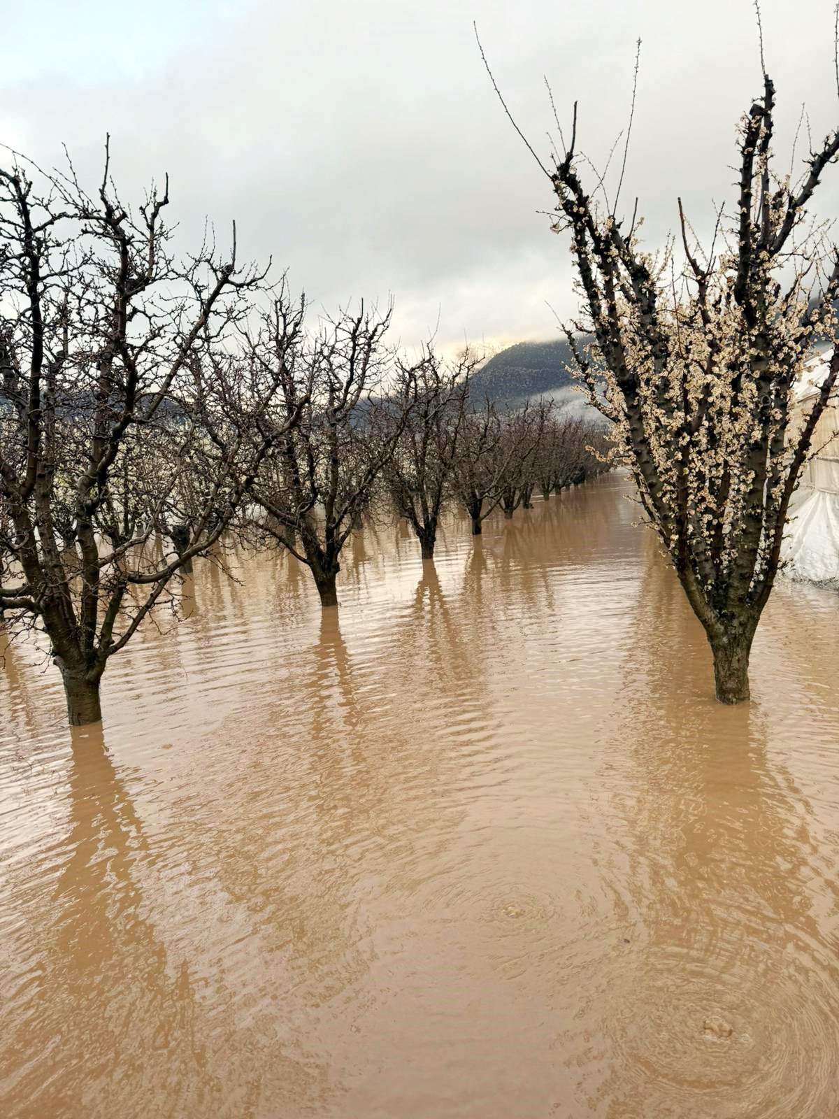 Antalya Saganak Elmali3