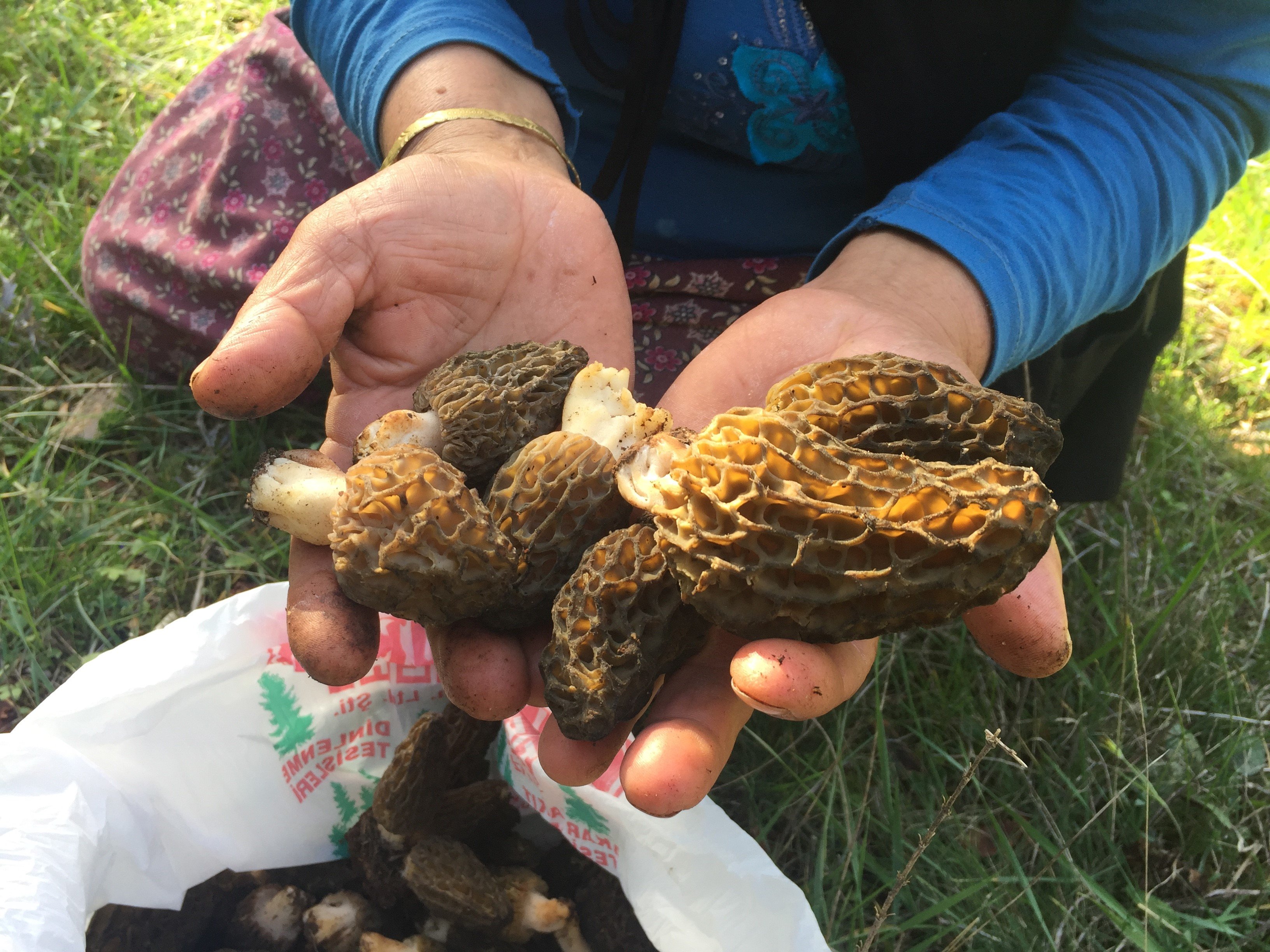 Antalya'da Altın Değerinde Mantar2