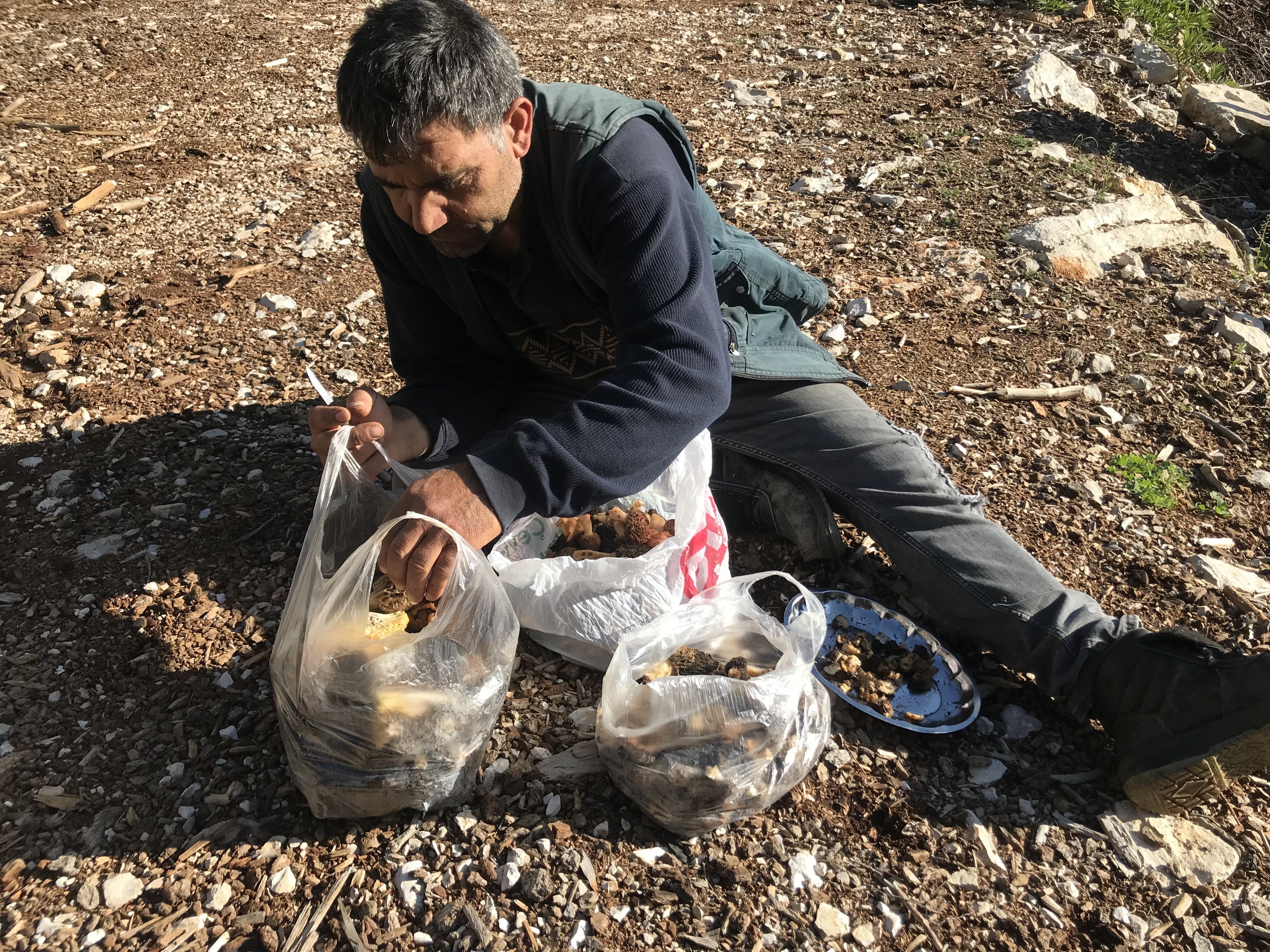 Antalya'da Altın Değerinde Mantar6