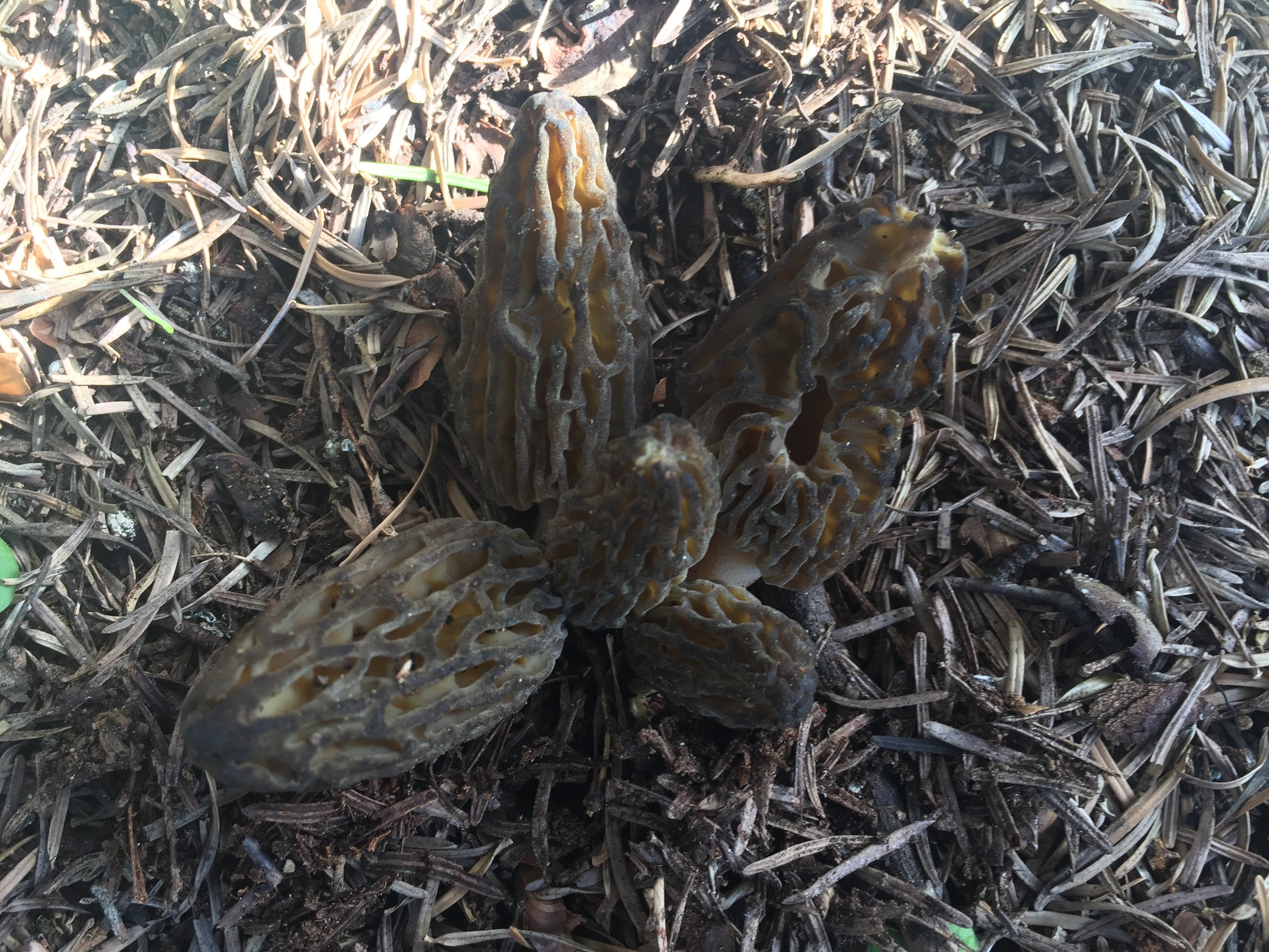 Antalya'da Altın Değerinde Mantar7